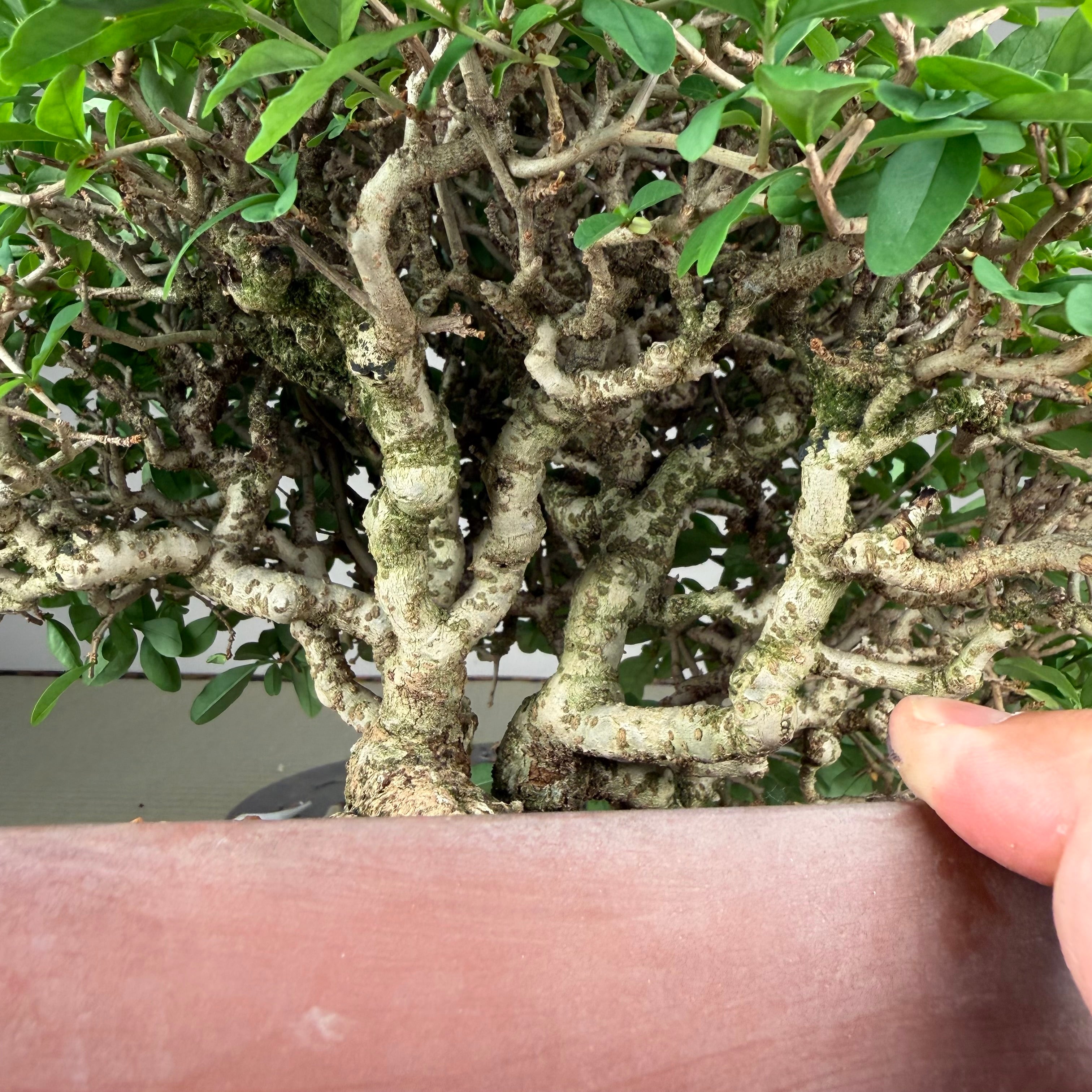 Ligustrum