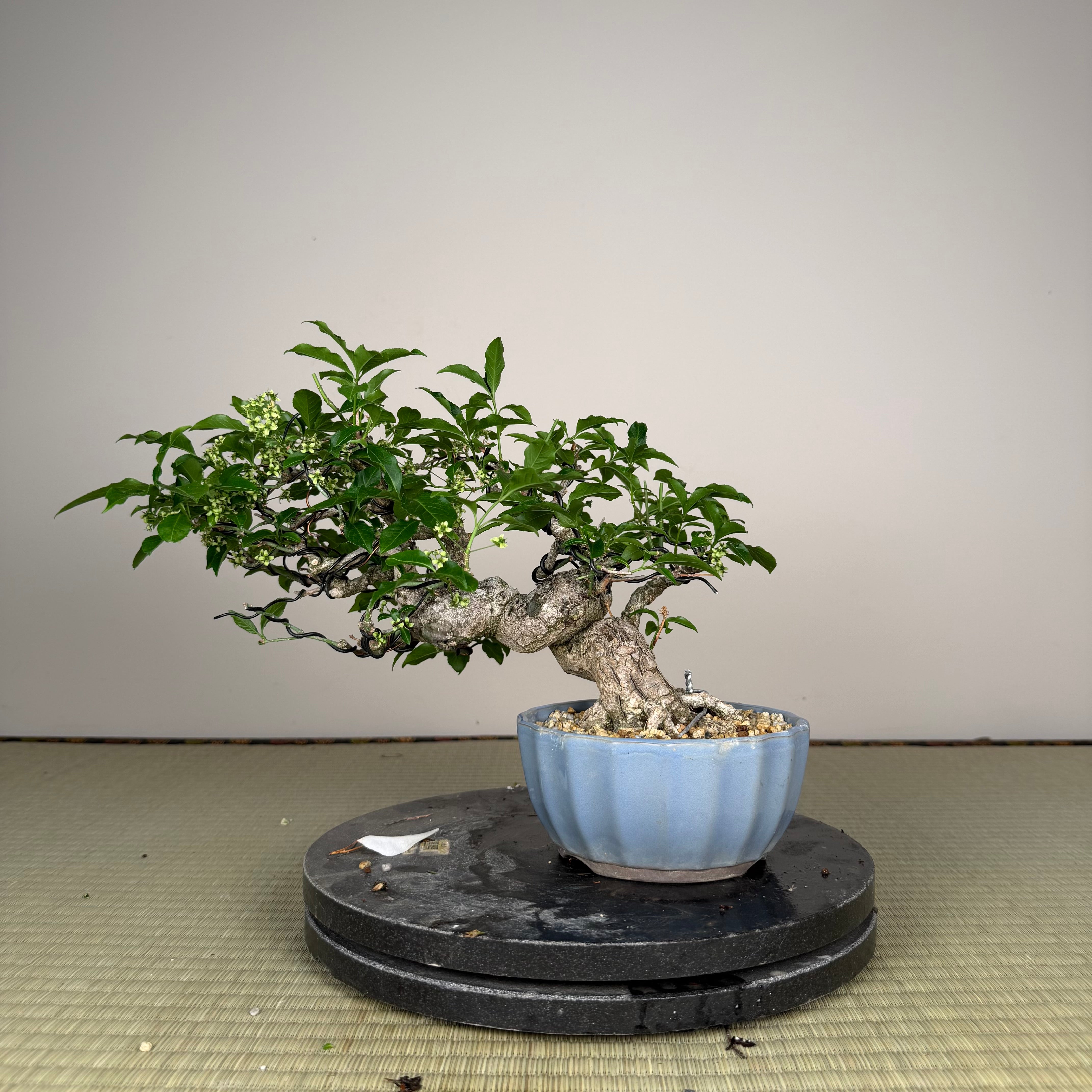 Euonymus