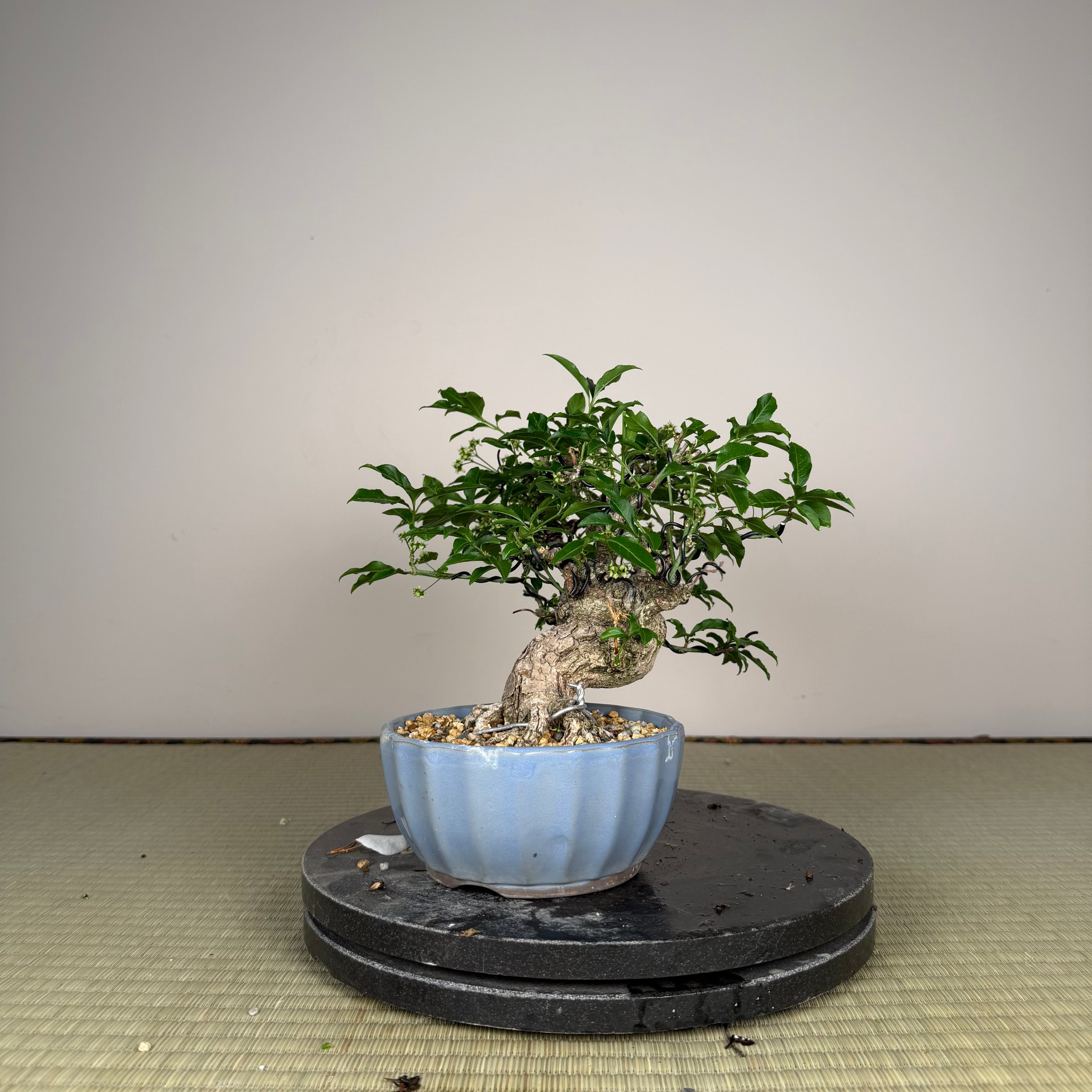 Euonymus