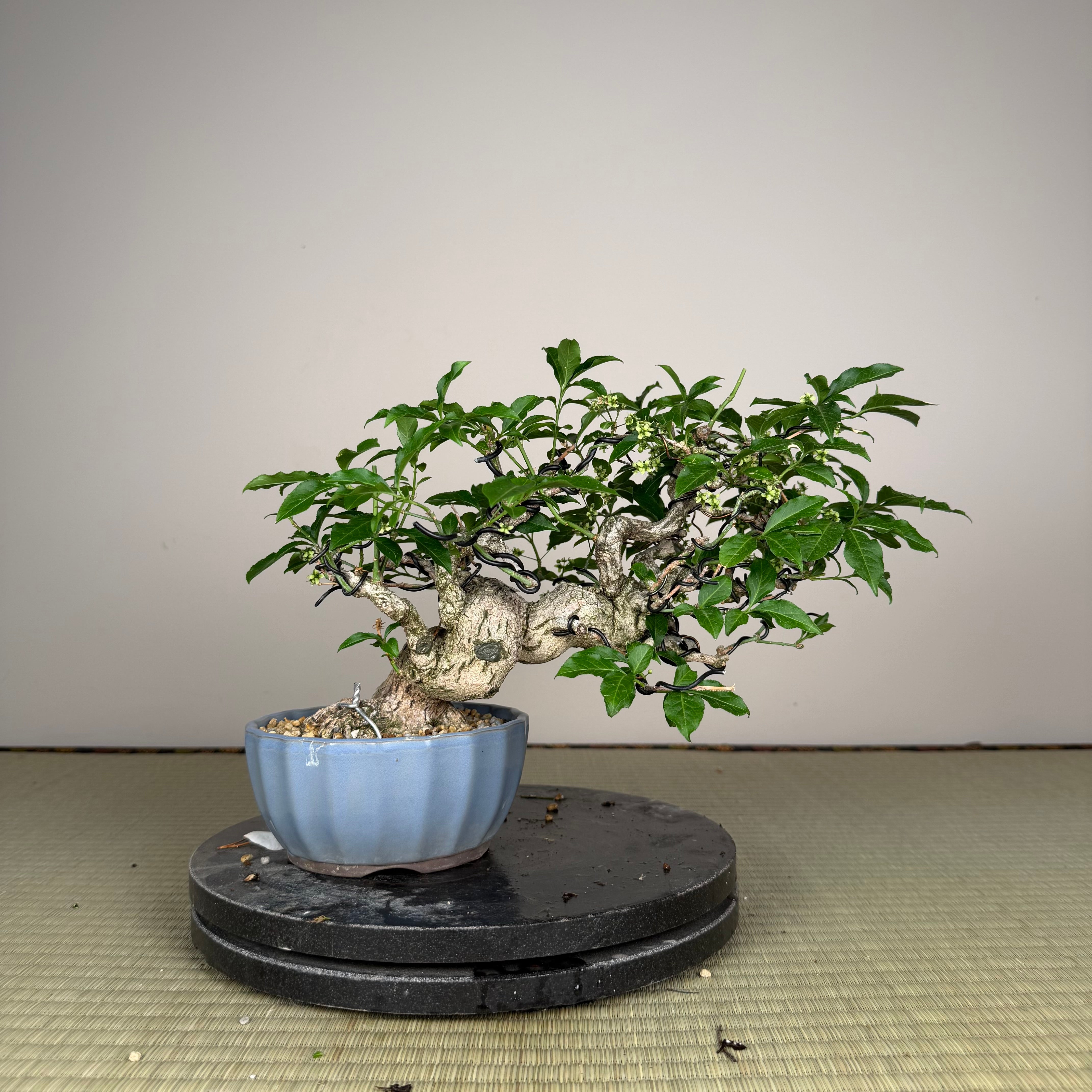Euonymus