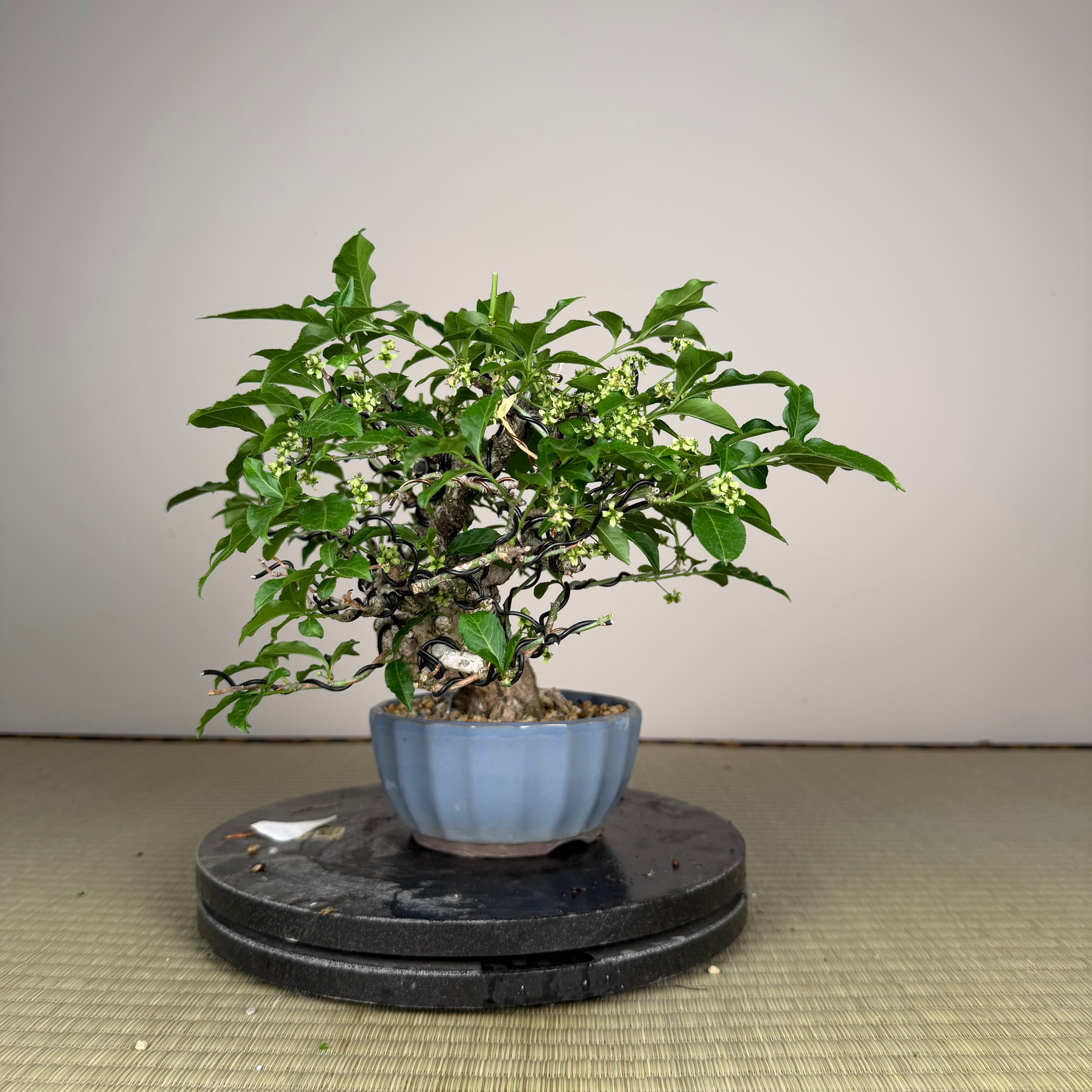 Euonymus