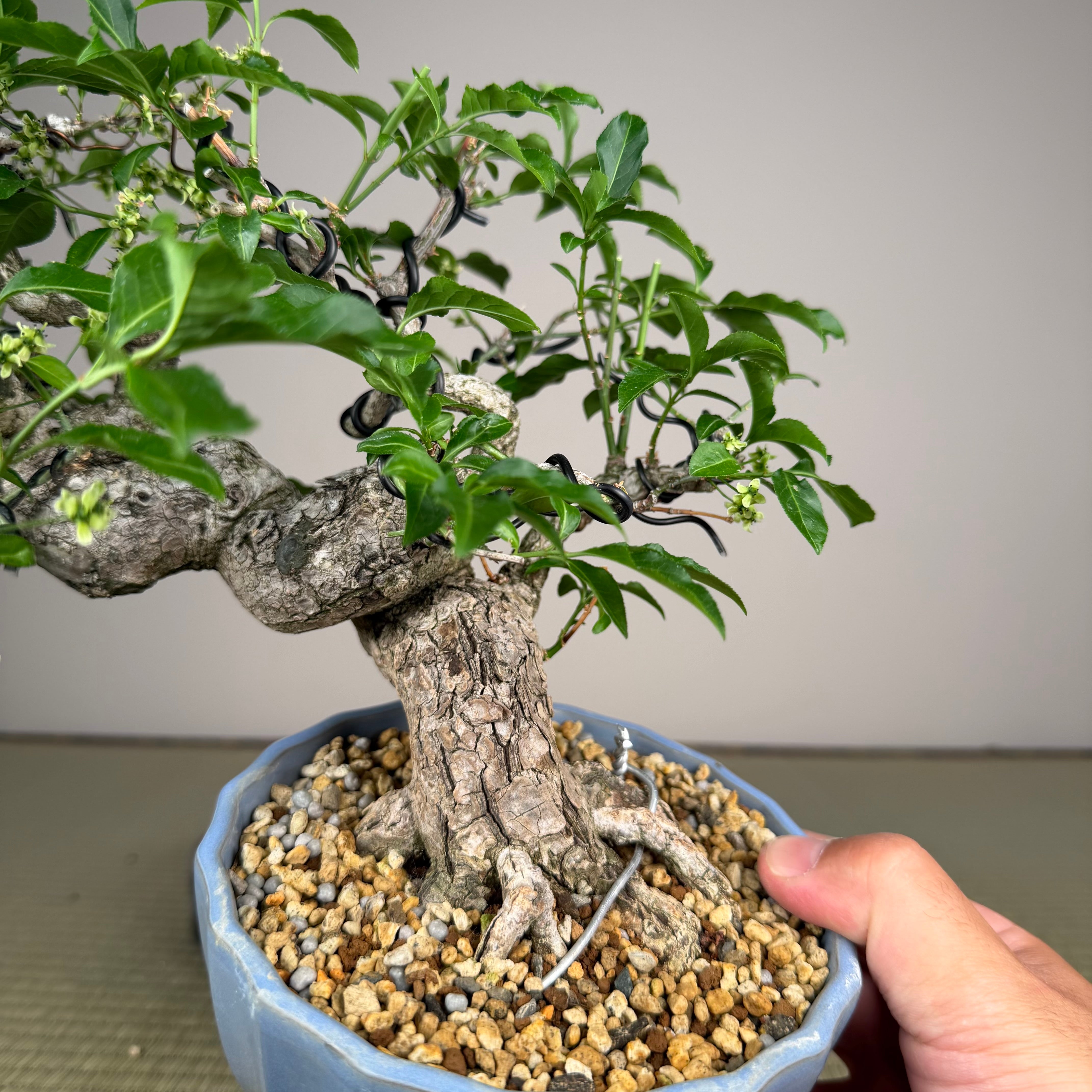 Euonymus