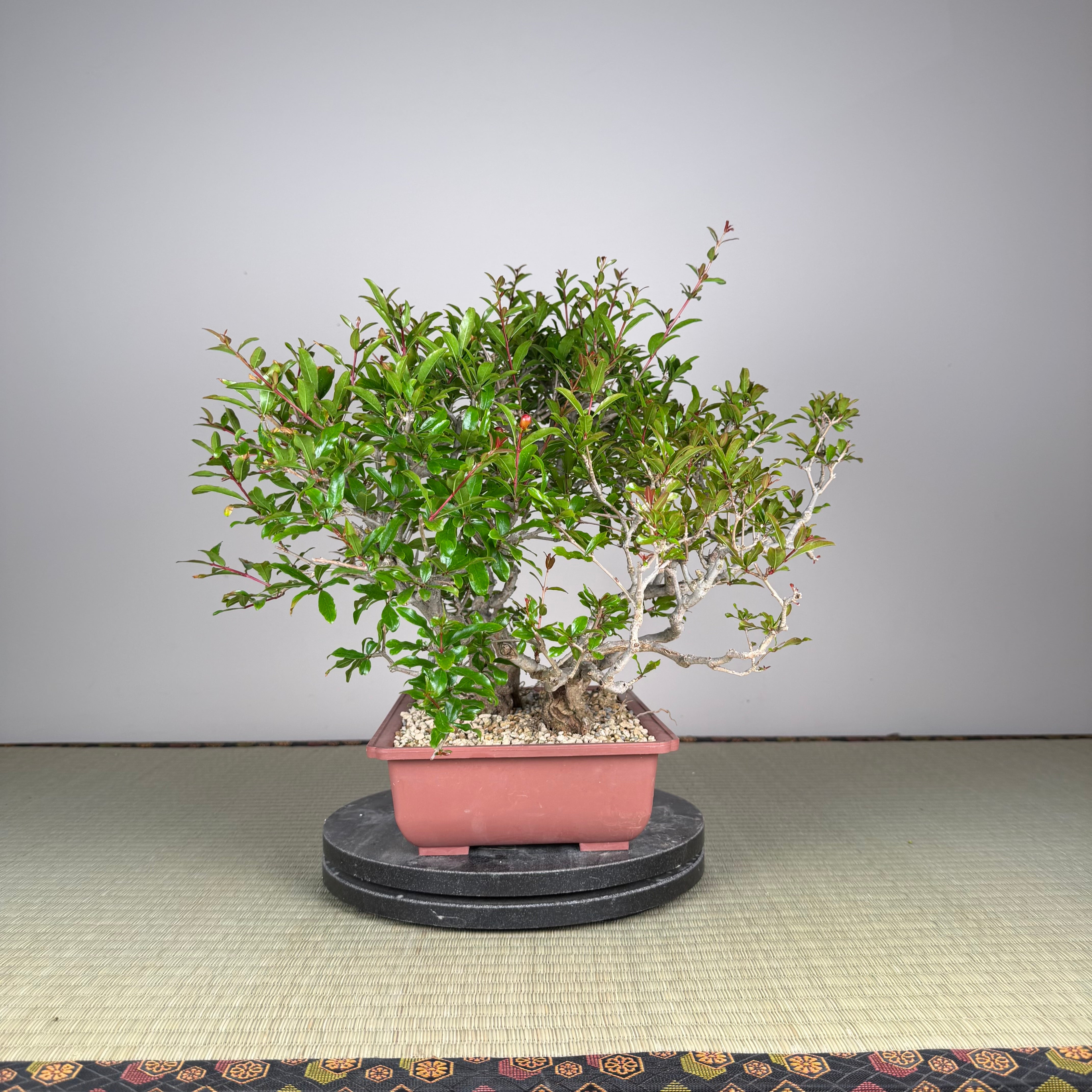 Punica granatum neji-kan