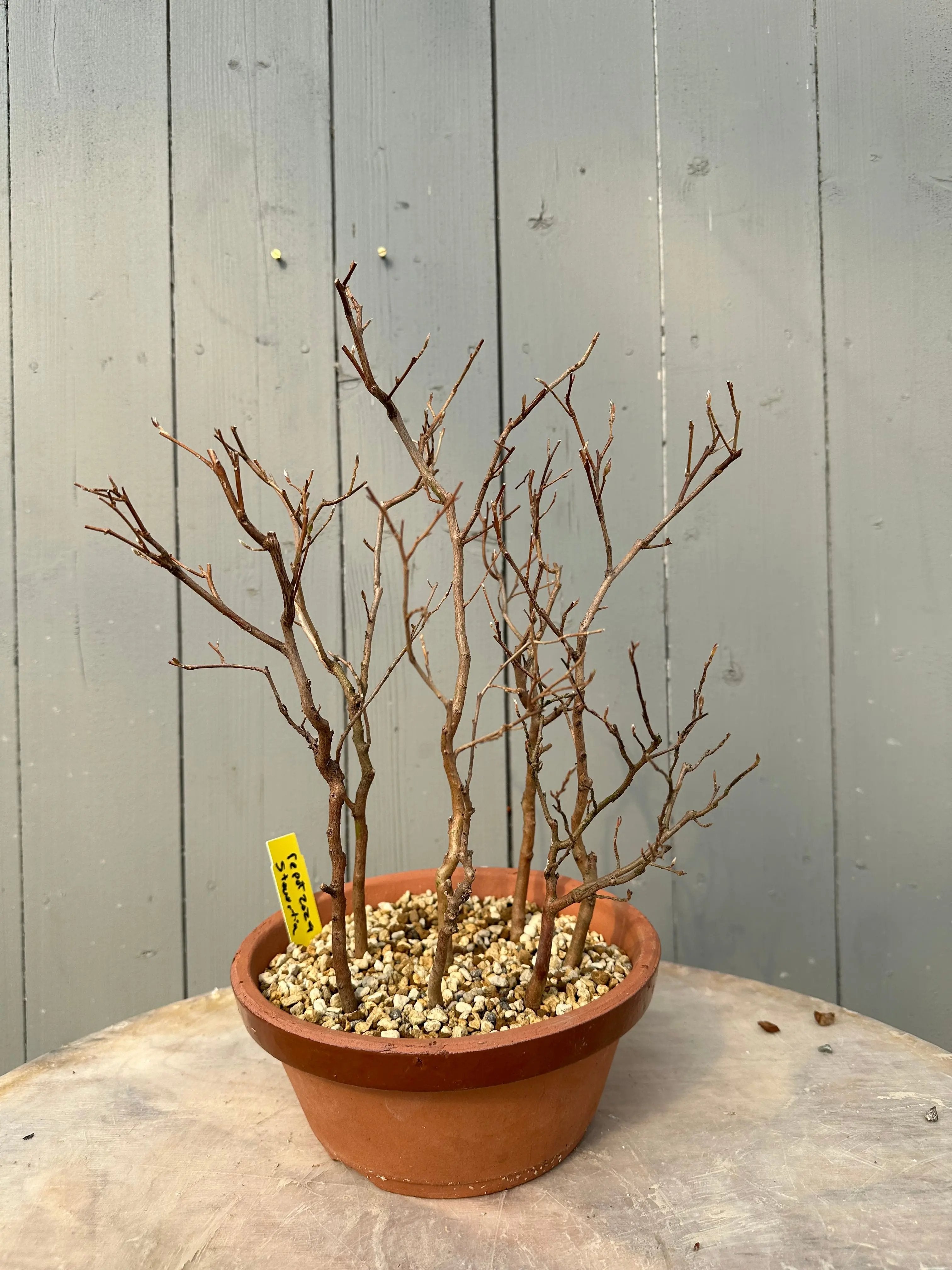 Stewartia #10 Canada Bonsai