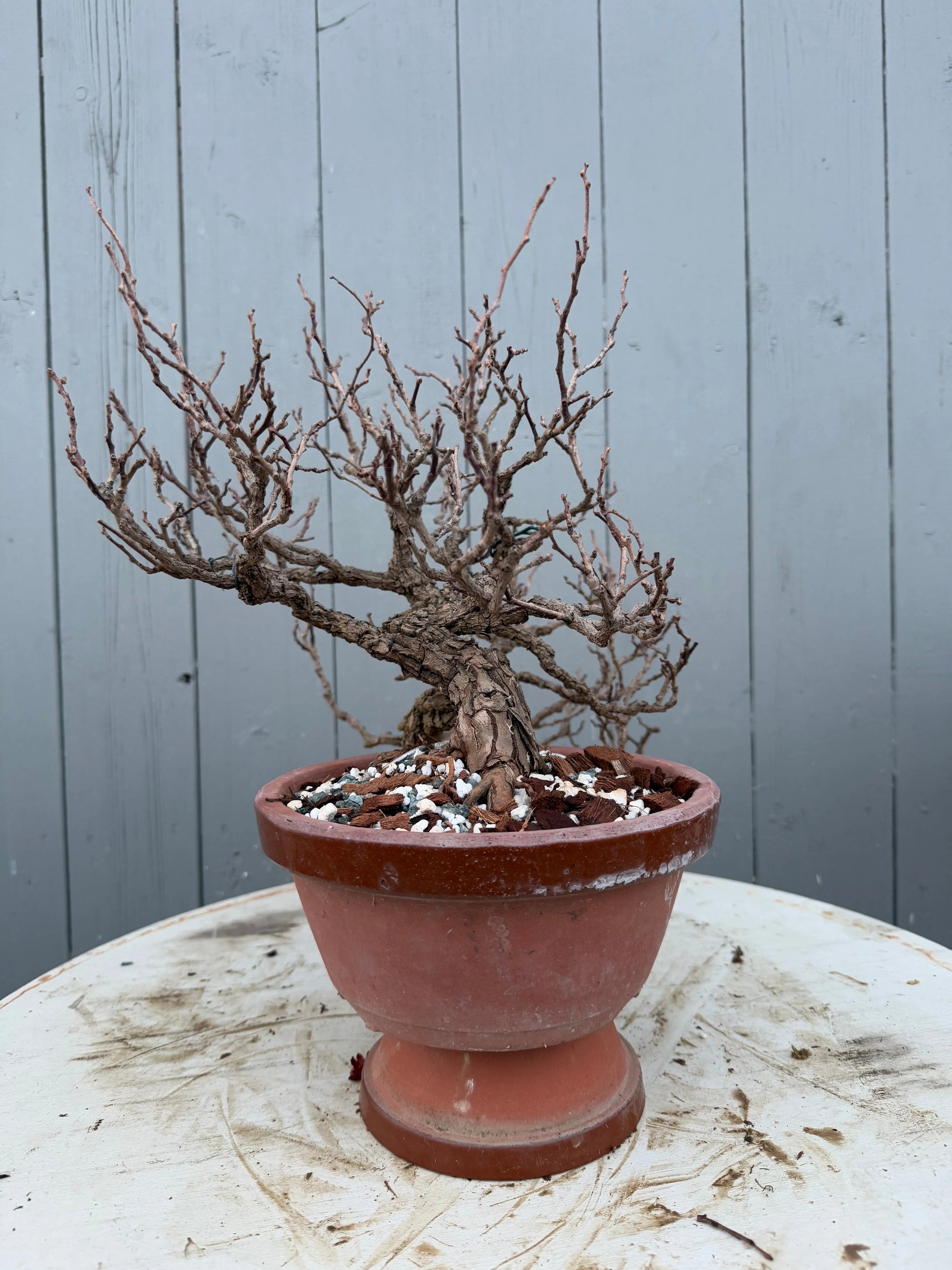 Actinidia arguta Canada Bonsai