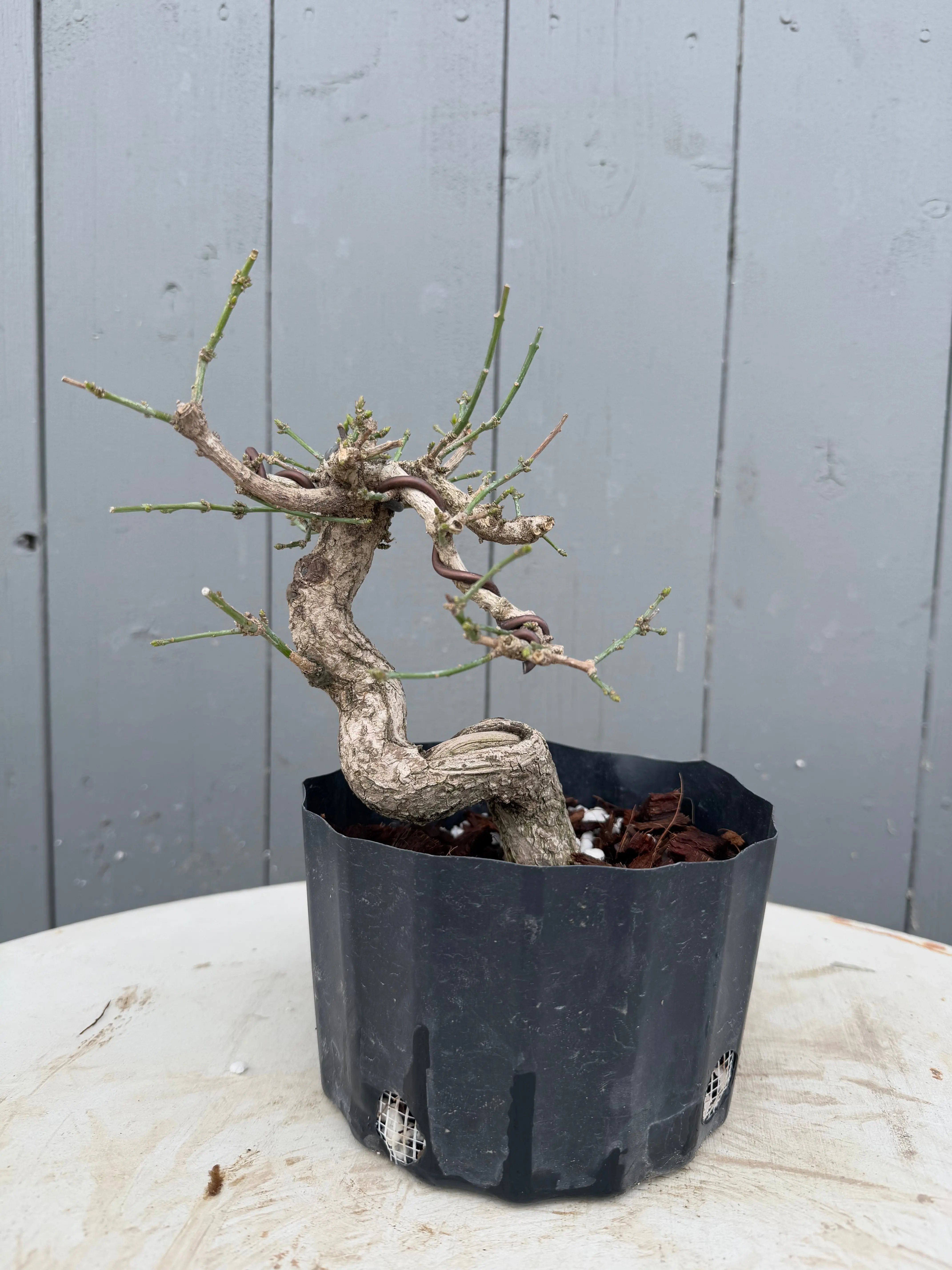Euonymus Canada Bonsai