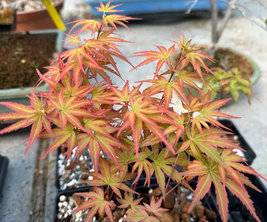 Acer palmatum 'Seigen' (2026) Canada Bonsai