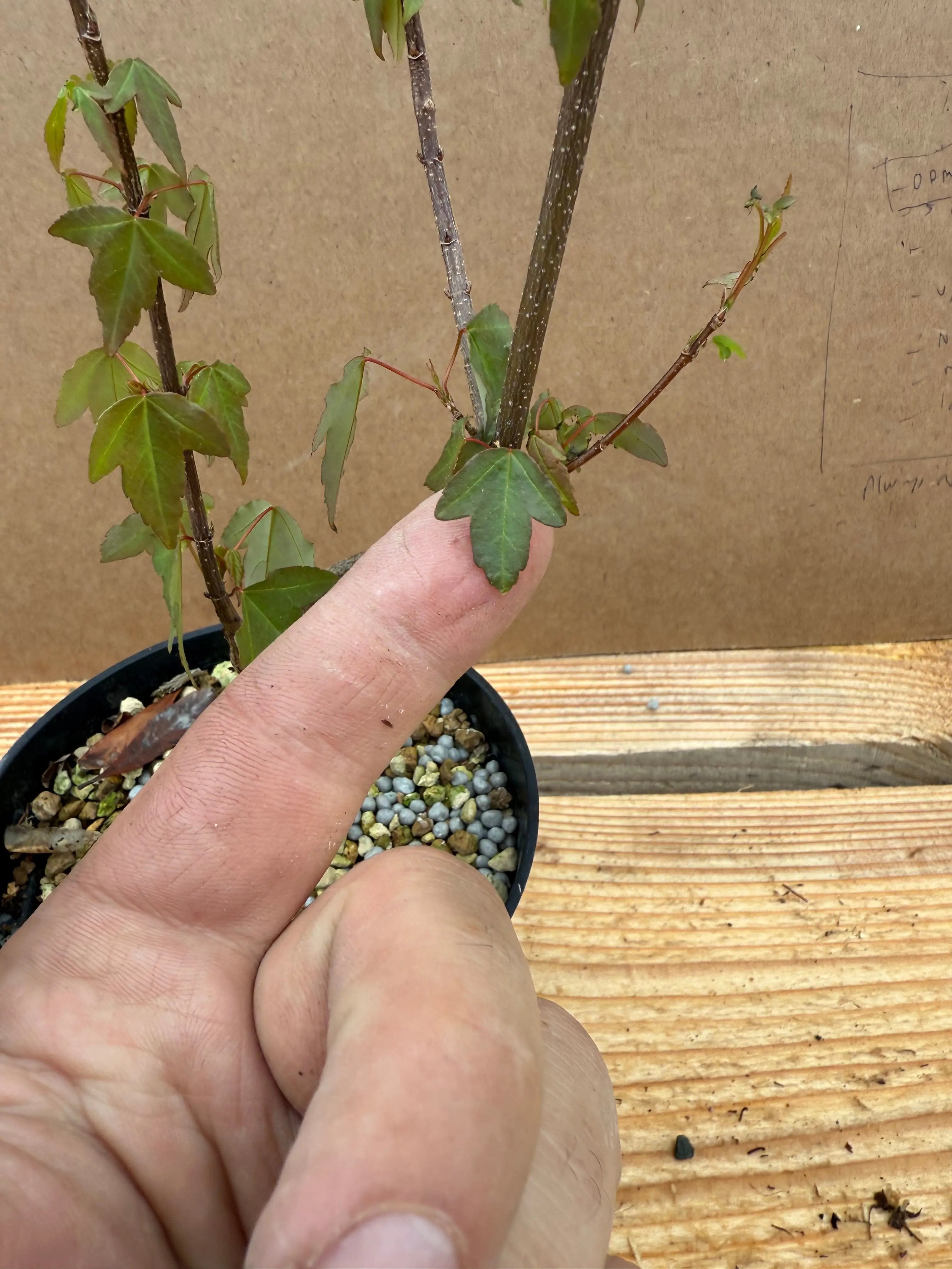 Acer buergerianum Canada Bonsai
