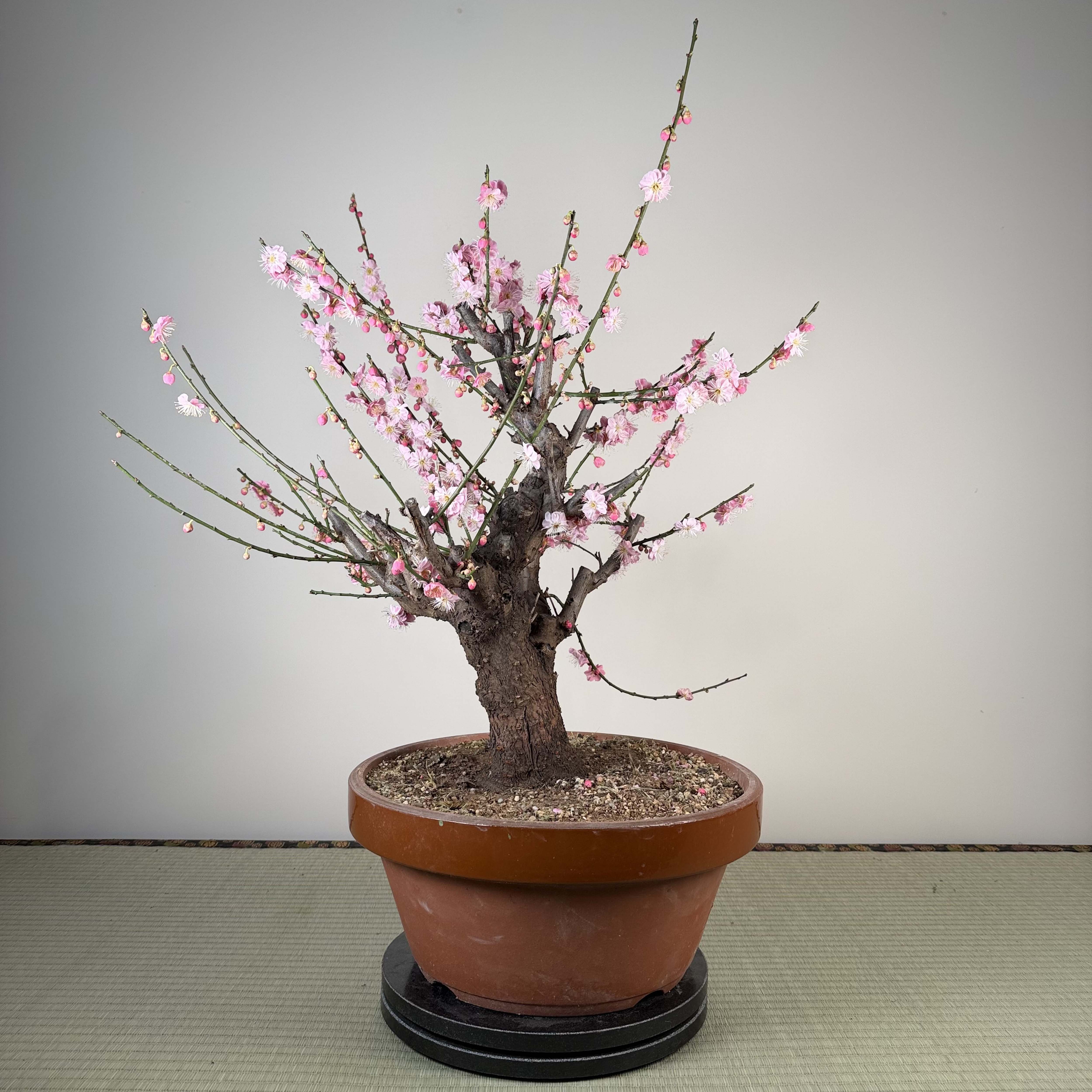 Glycine floribunda