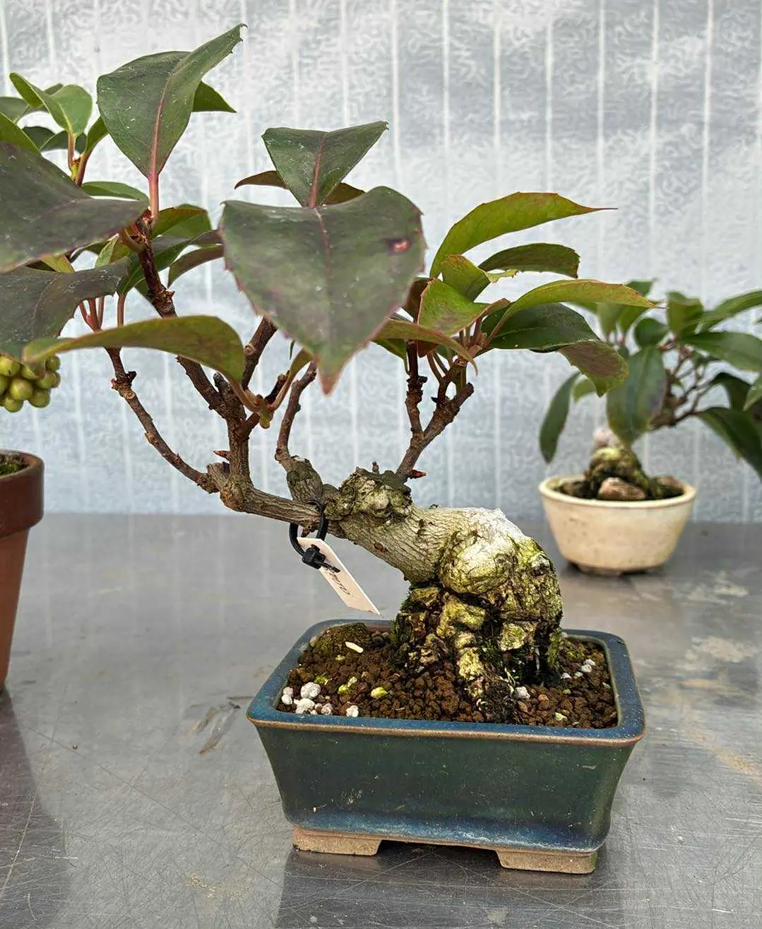 Kadsura Canada Bonsai