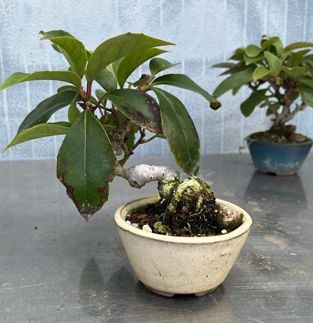 Kadsura Canada Bonsai