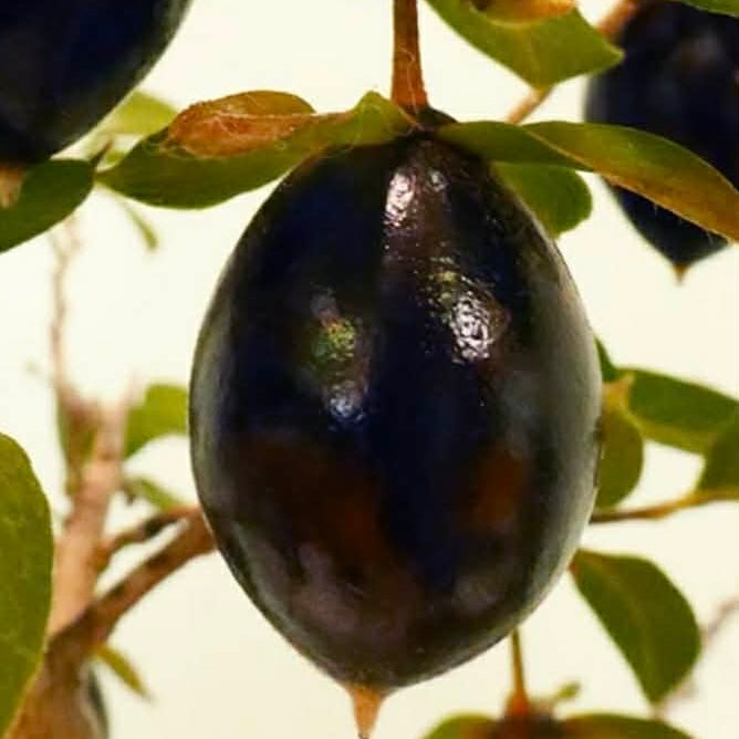 Diospyros rhombifolia (bouture de racine) « Kokuhou »