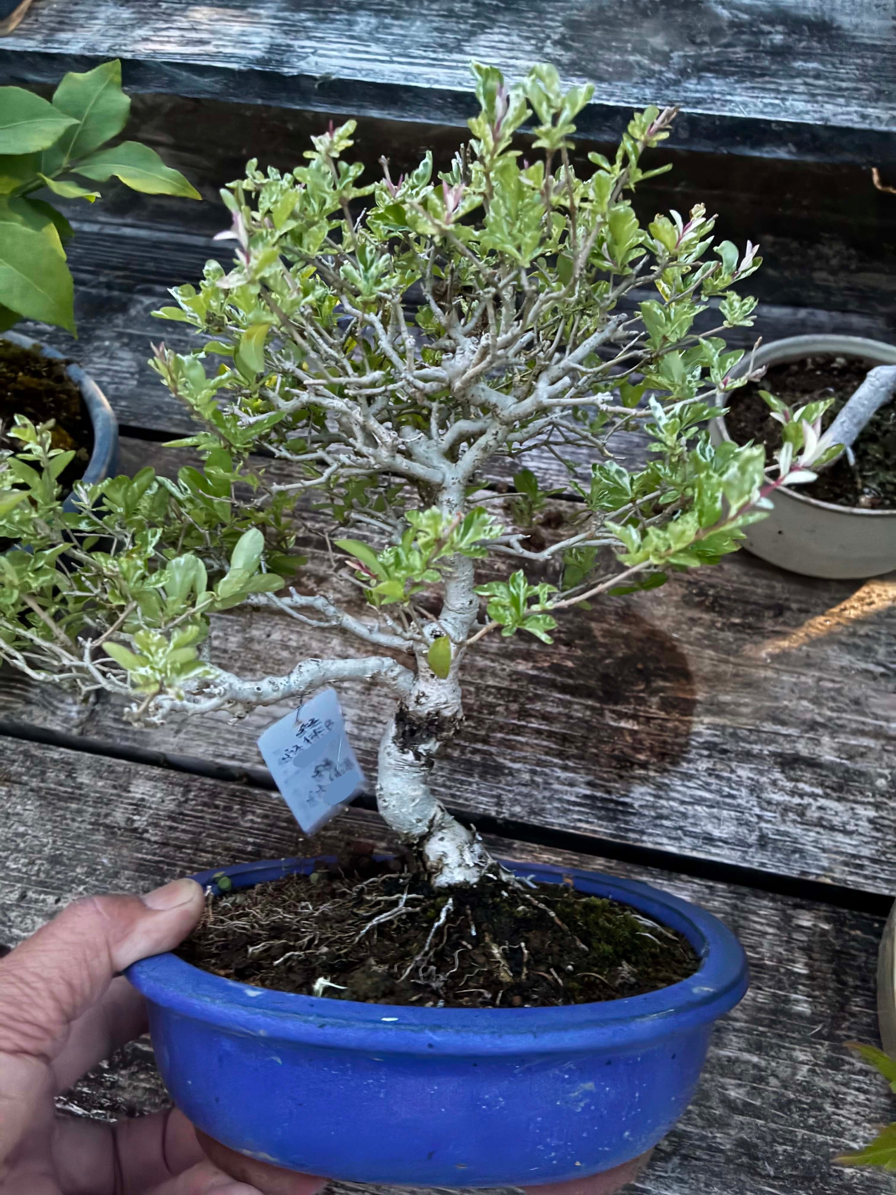 Ligustrum