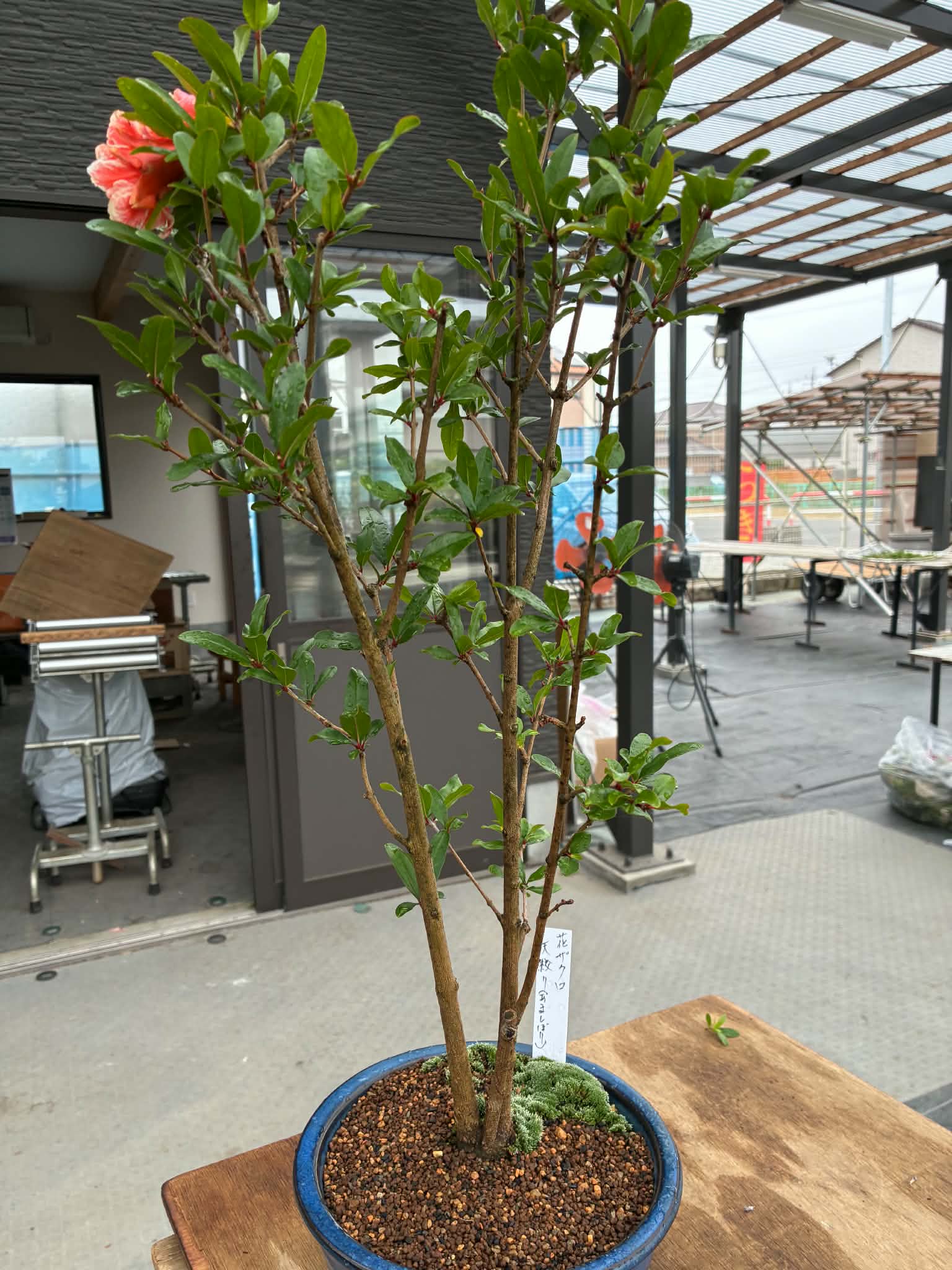 Punica 'amashibori'