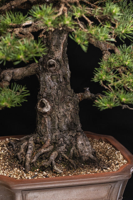 Pinus sylvestris
