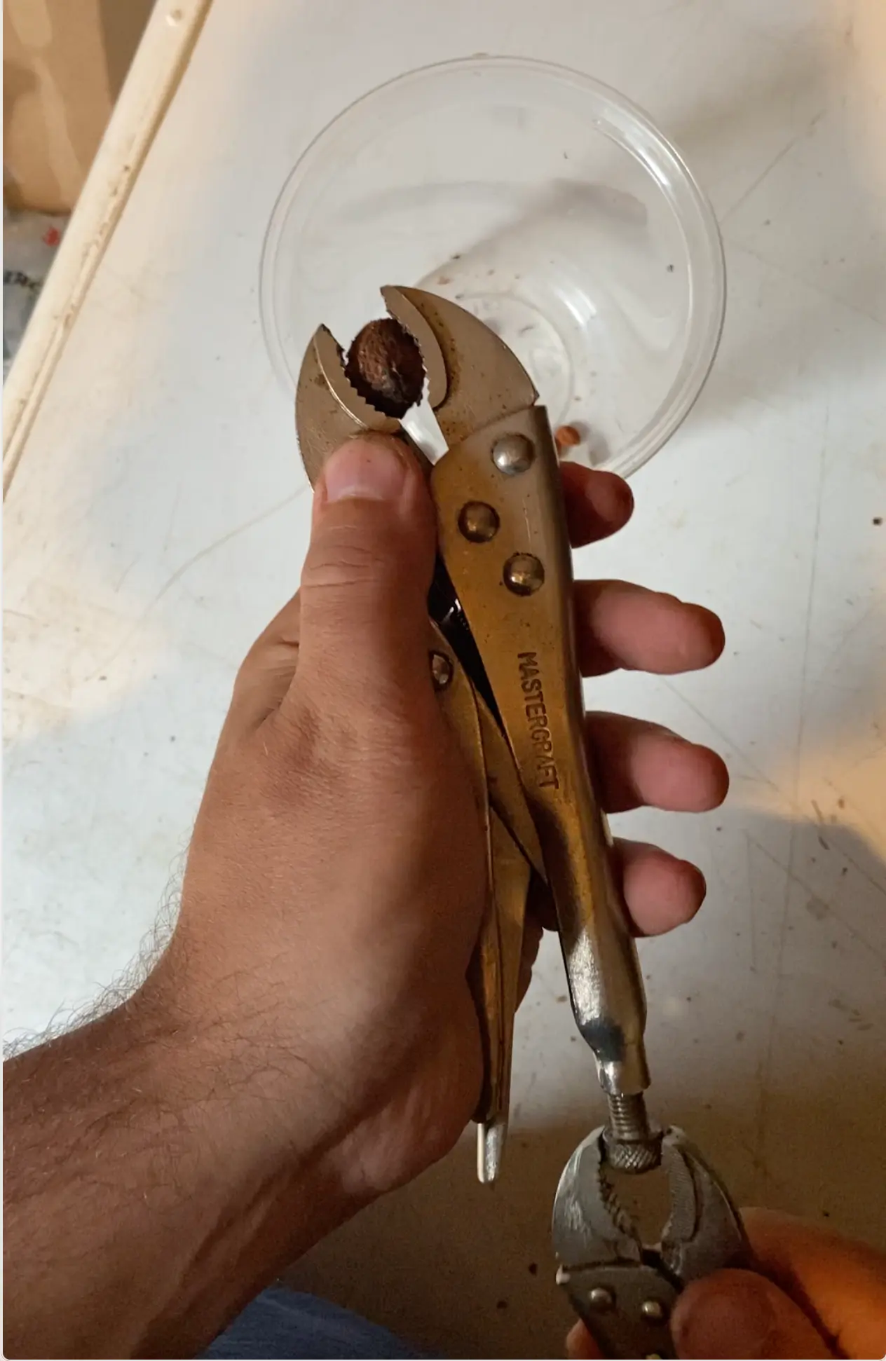 Prunus mume (Ume) CB Seeds