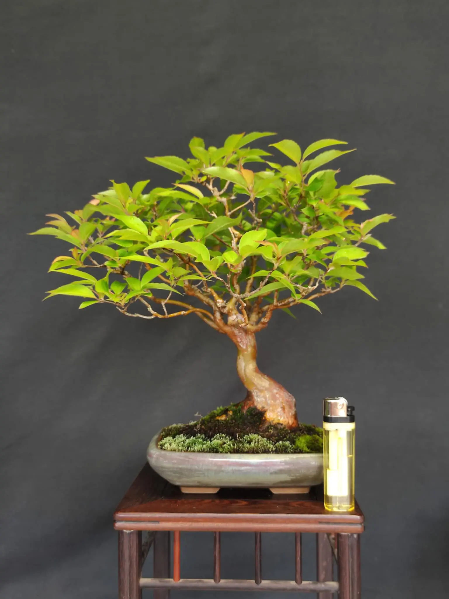 Stewartia monadelpha Canada Bonsai