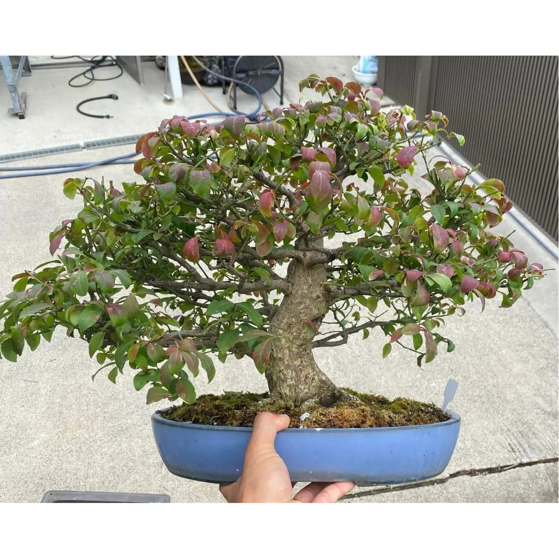 Euonymus