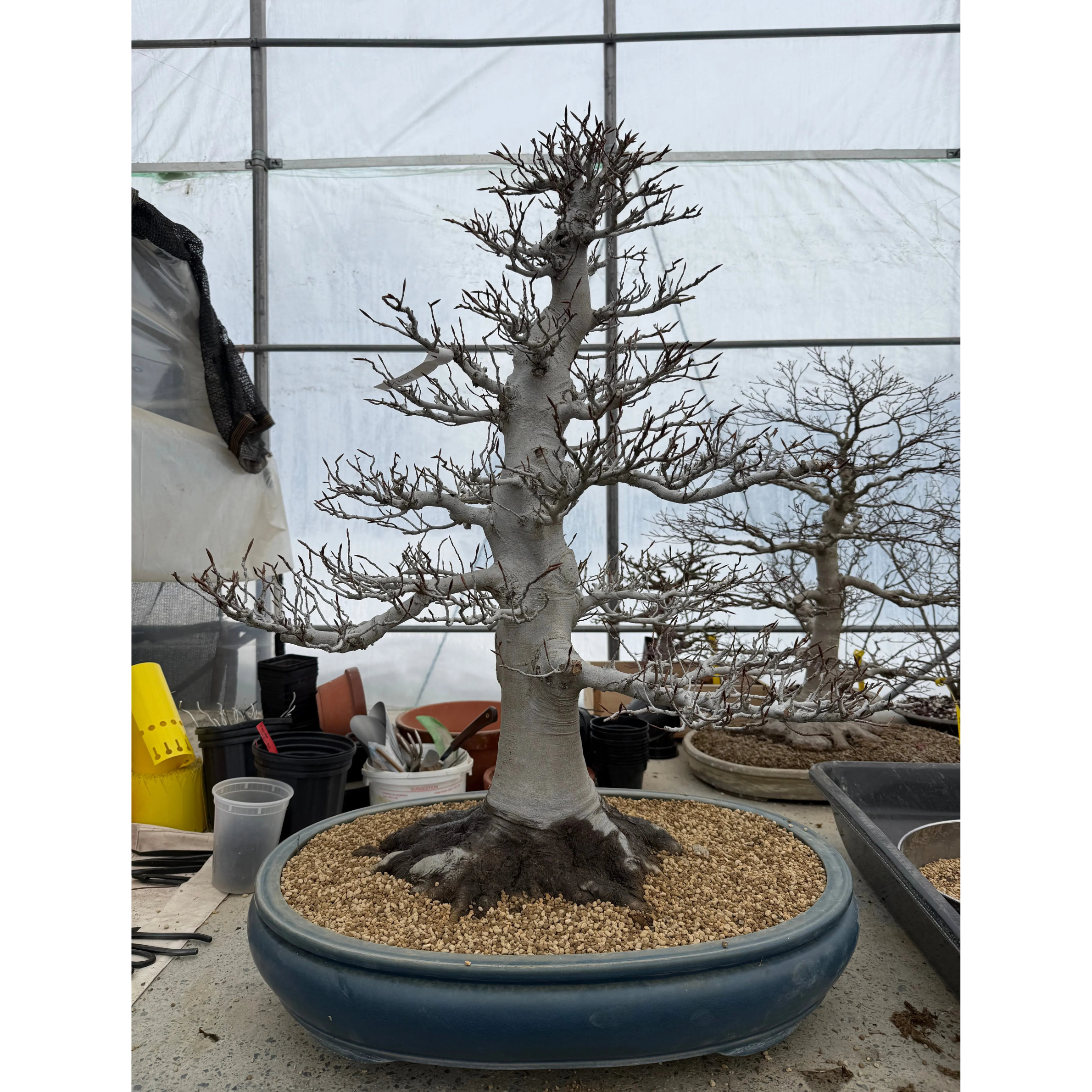 Fagus crenata