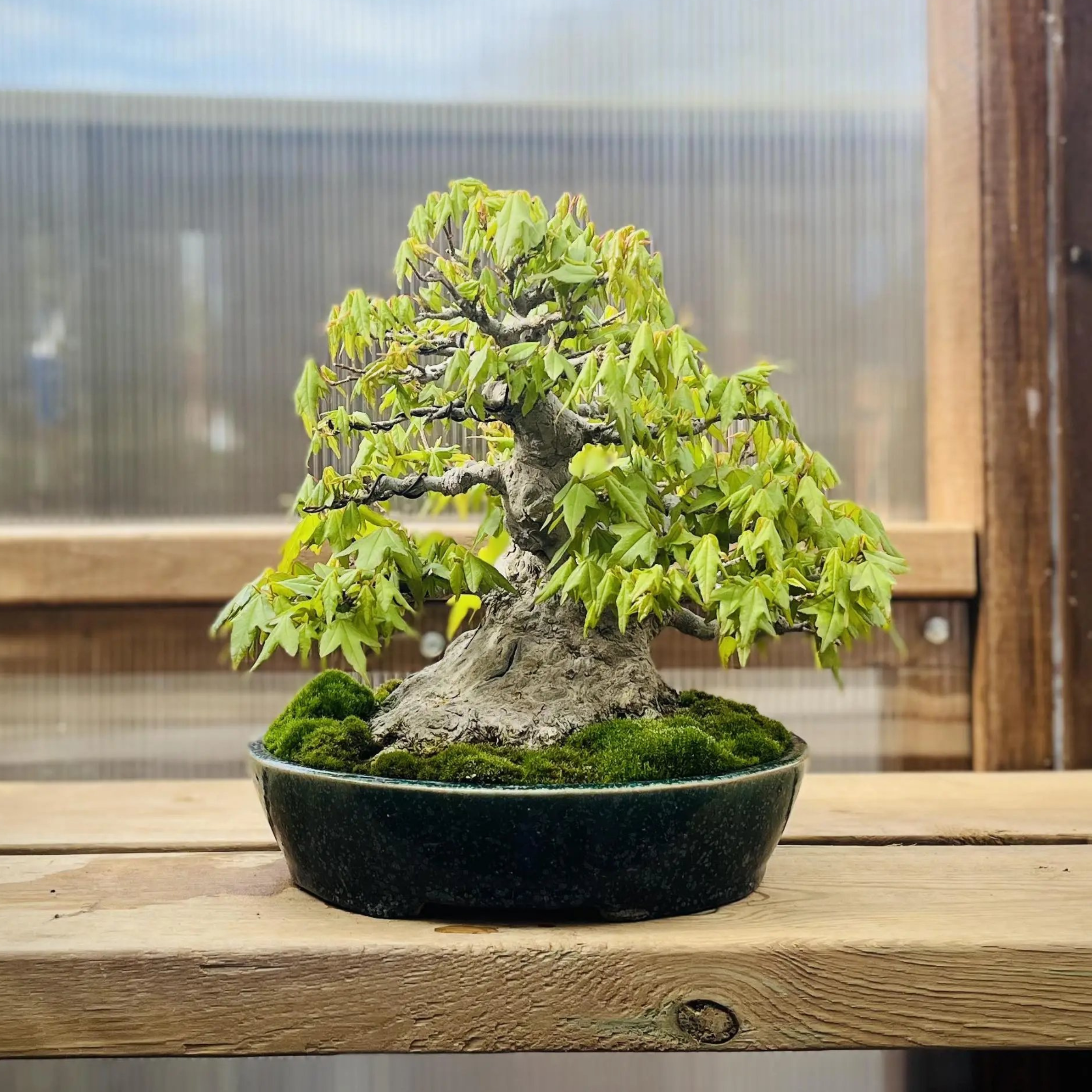 Acer buergerianum