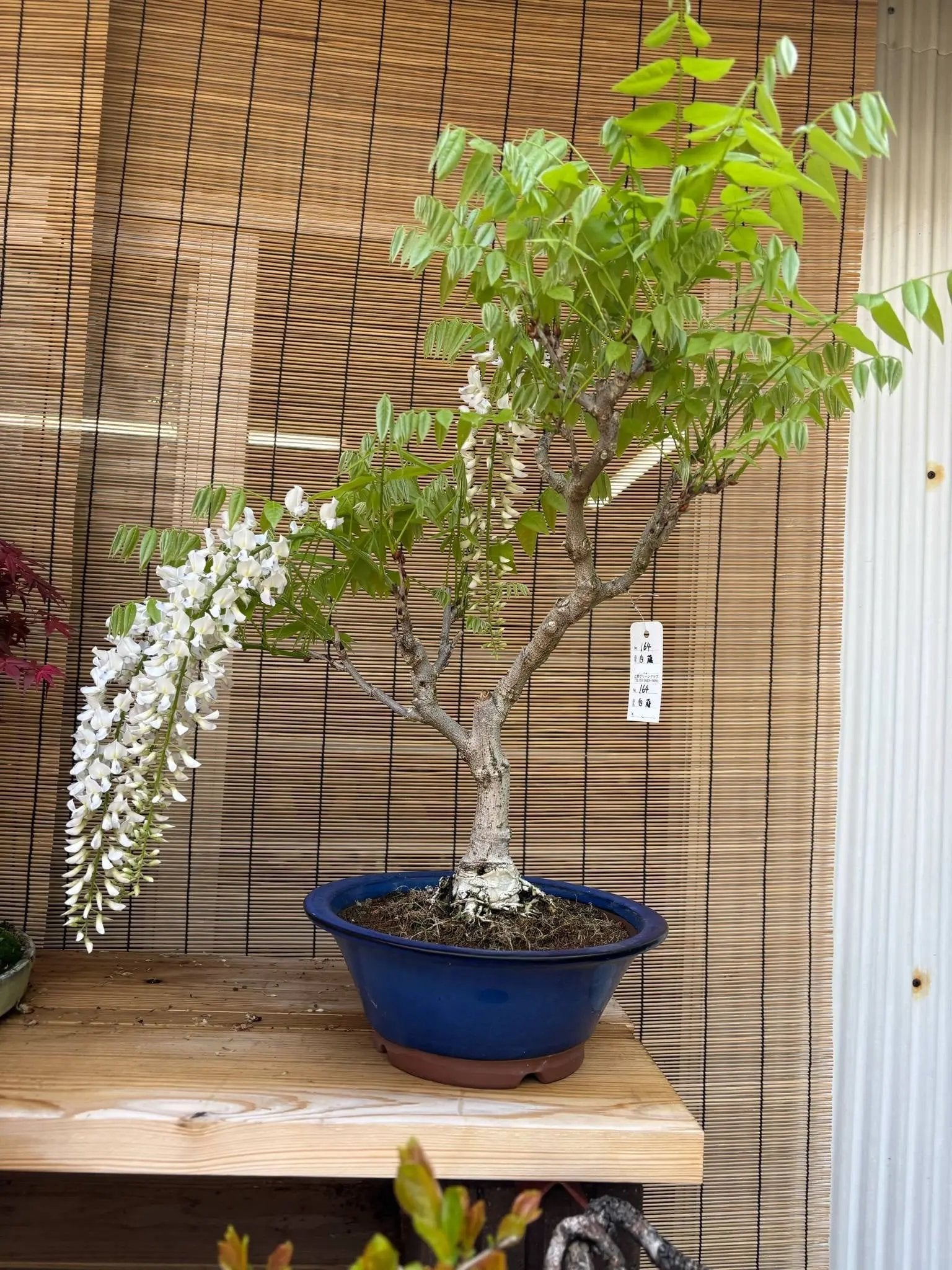Wisteria floribunda Canada Bonsai