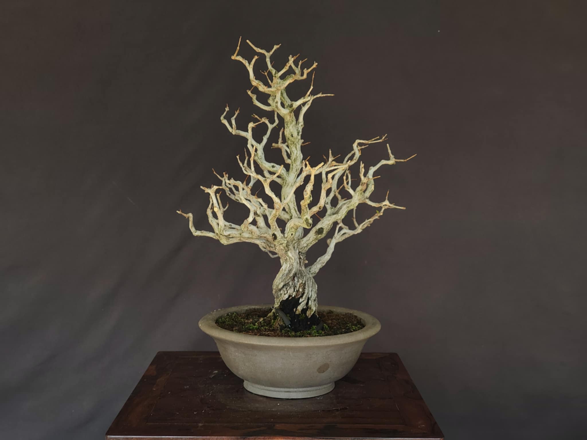 Punica granatum