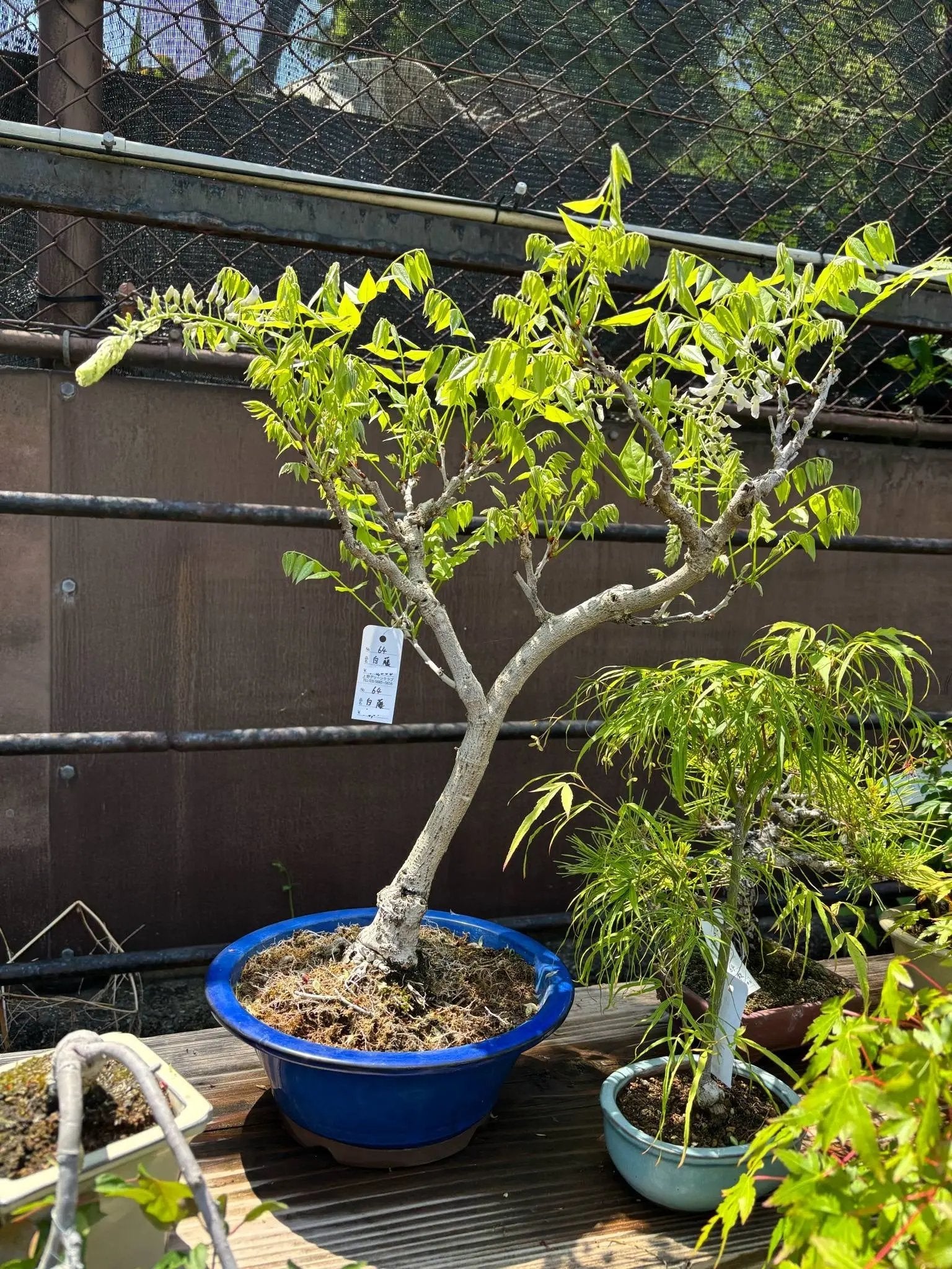 Wisteria floribunda Canada Bonsai