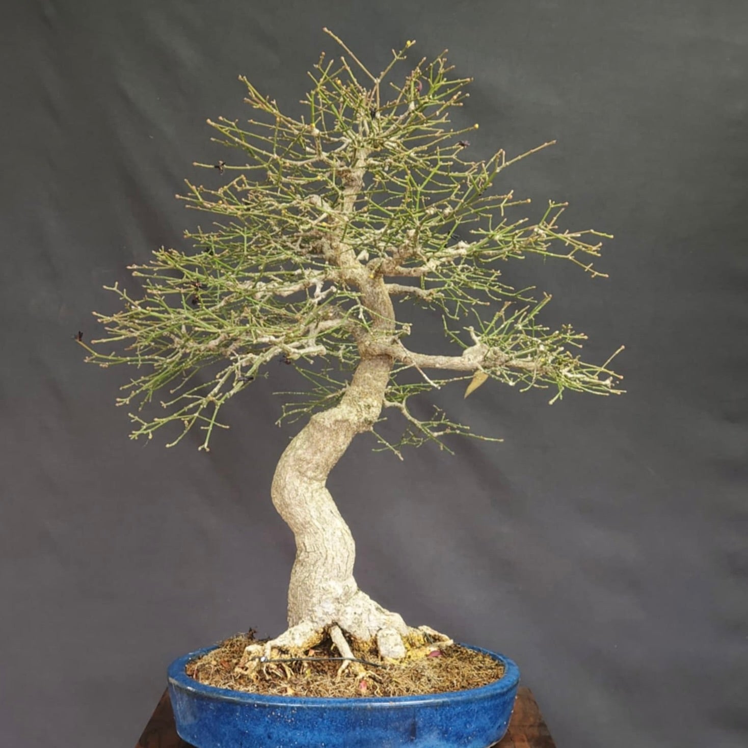 One lucky person will win a $2000 Euonymus (Burning Bush) bonsai imported from Japan