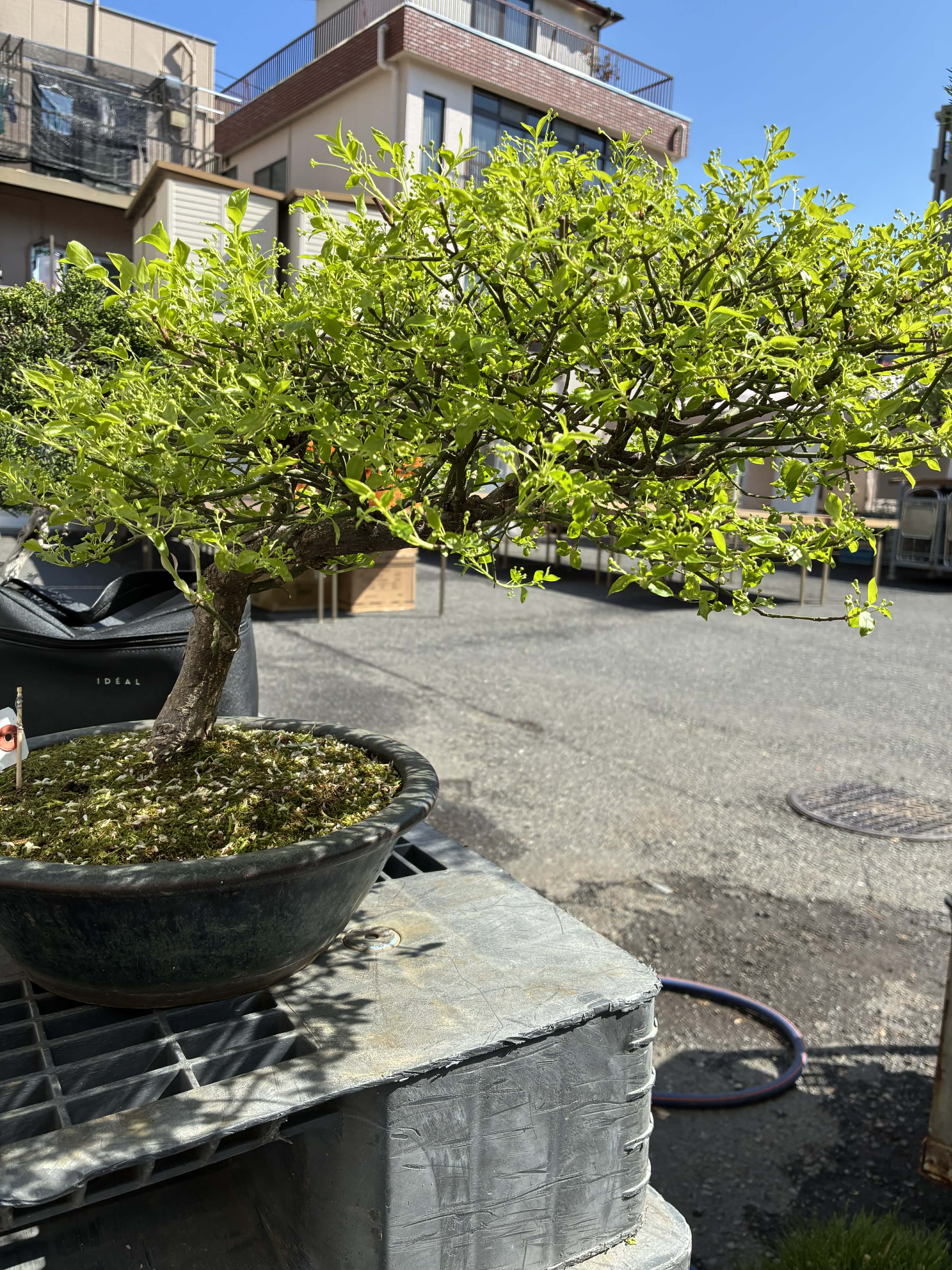 Euonymus