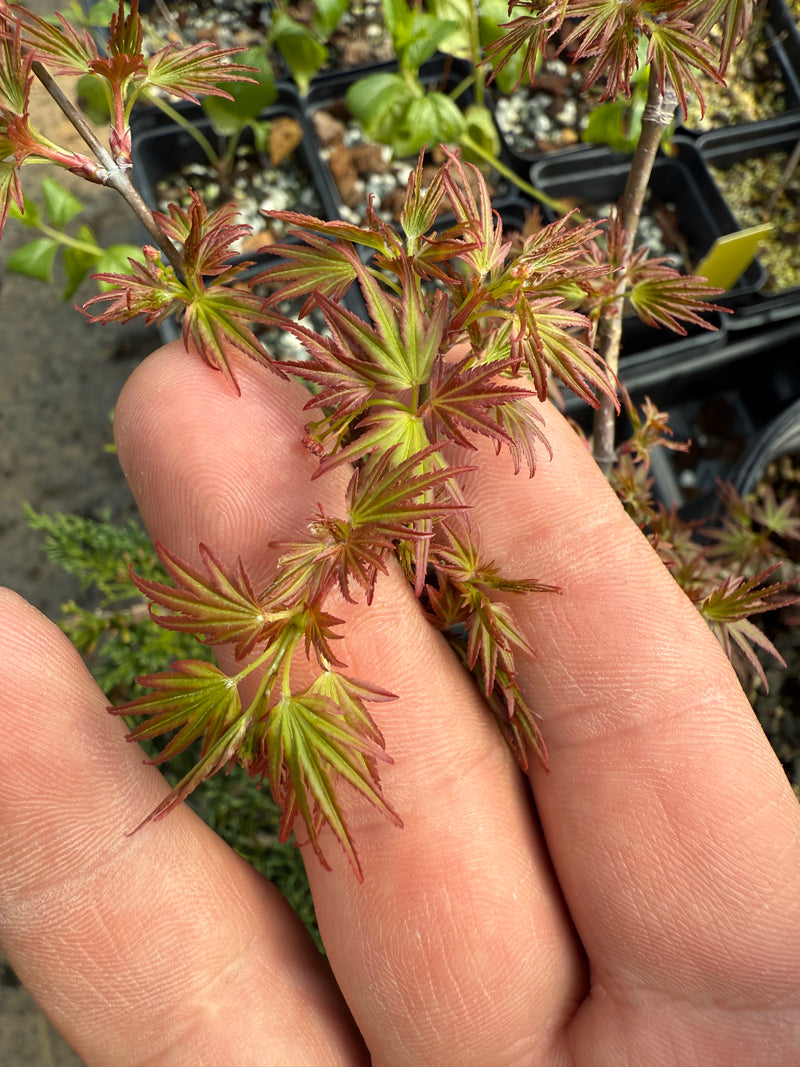Acer palmatum 'Orihime'