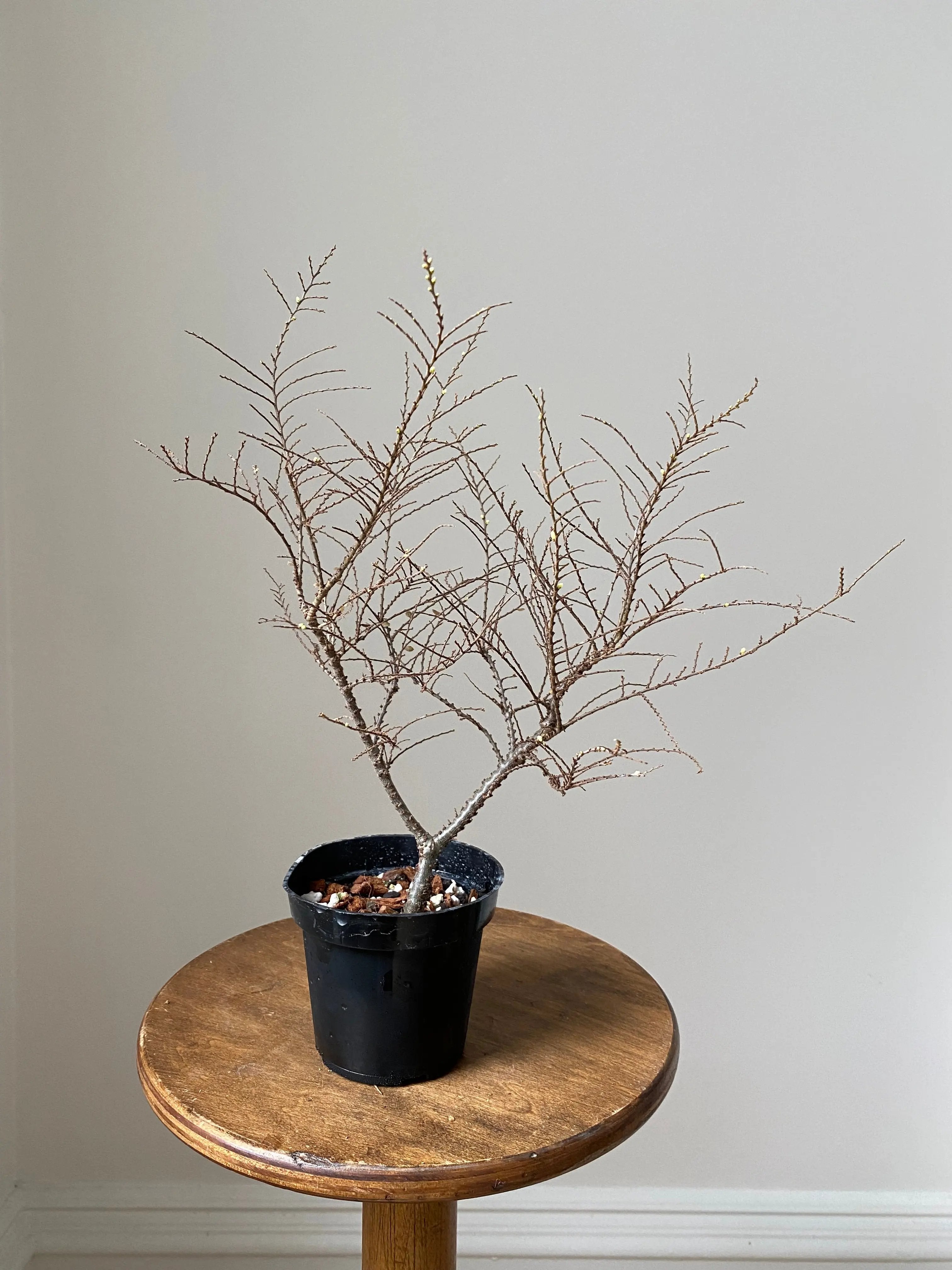 Chinese Elm 'Seiju' Canada Bonsai