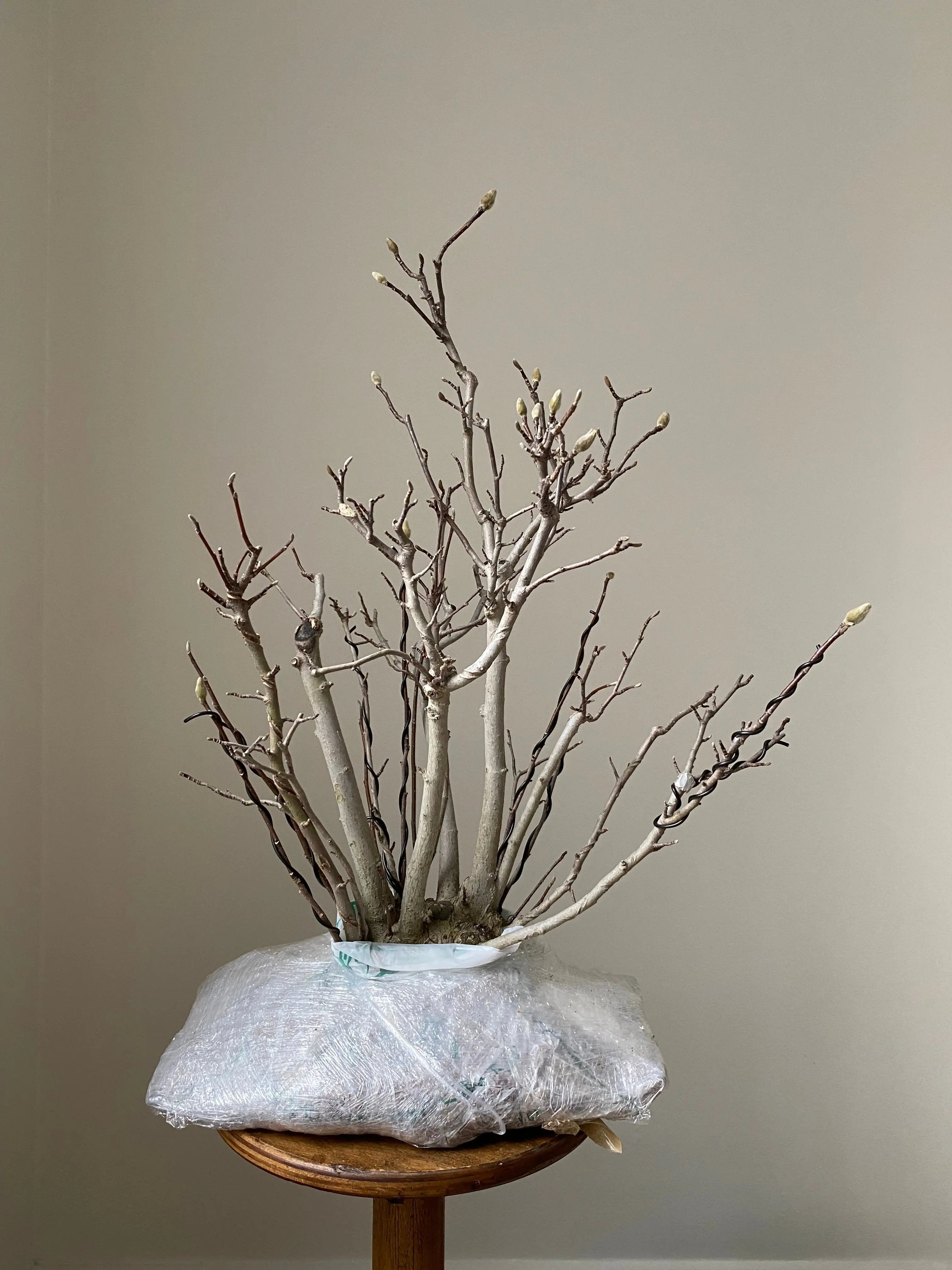 Magnolia (Karasu) Canada Bonsai