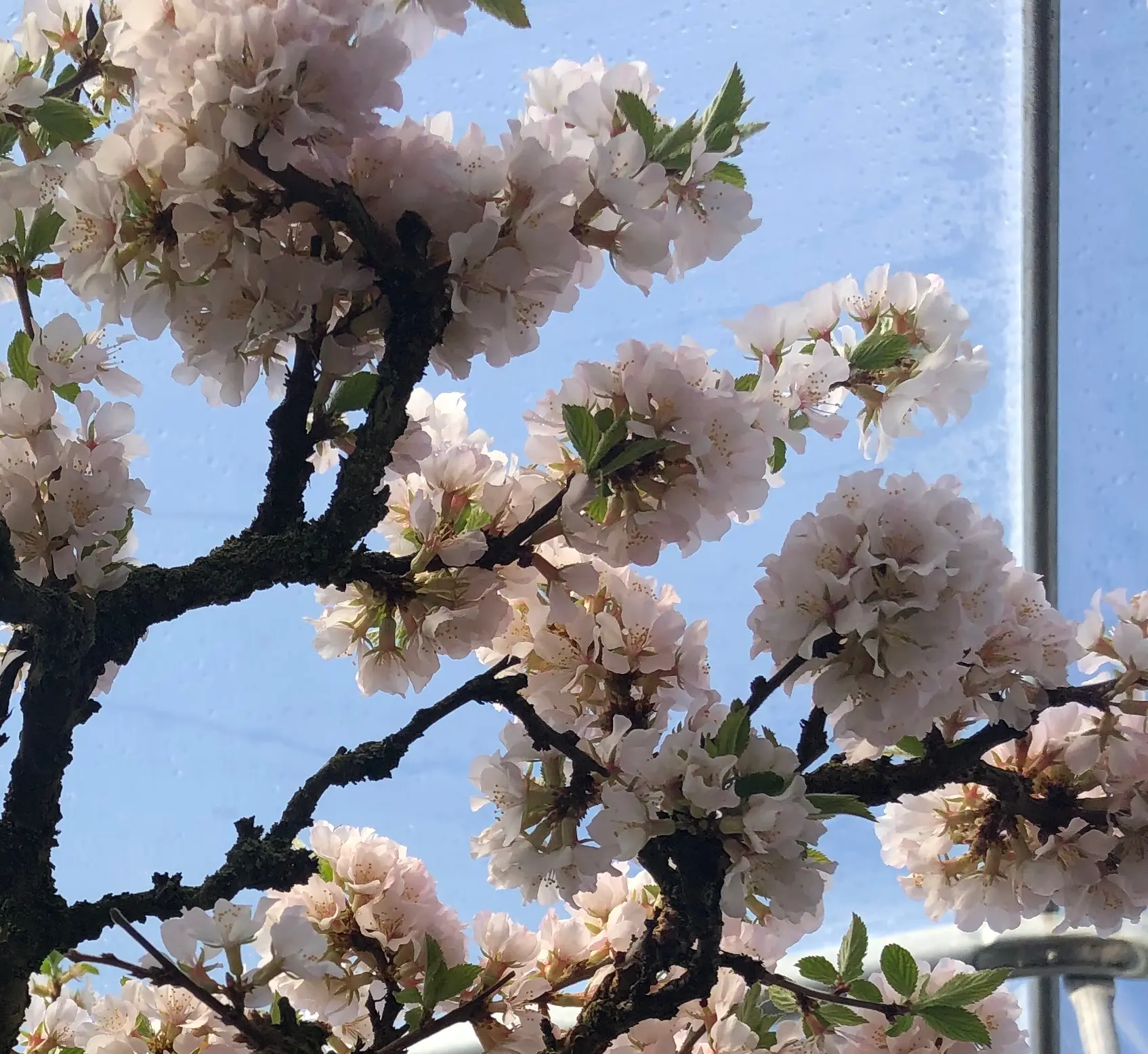 Cherry (P. tomentosa) Canada Bonsai