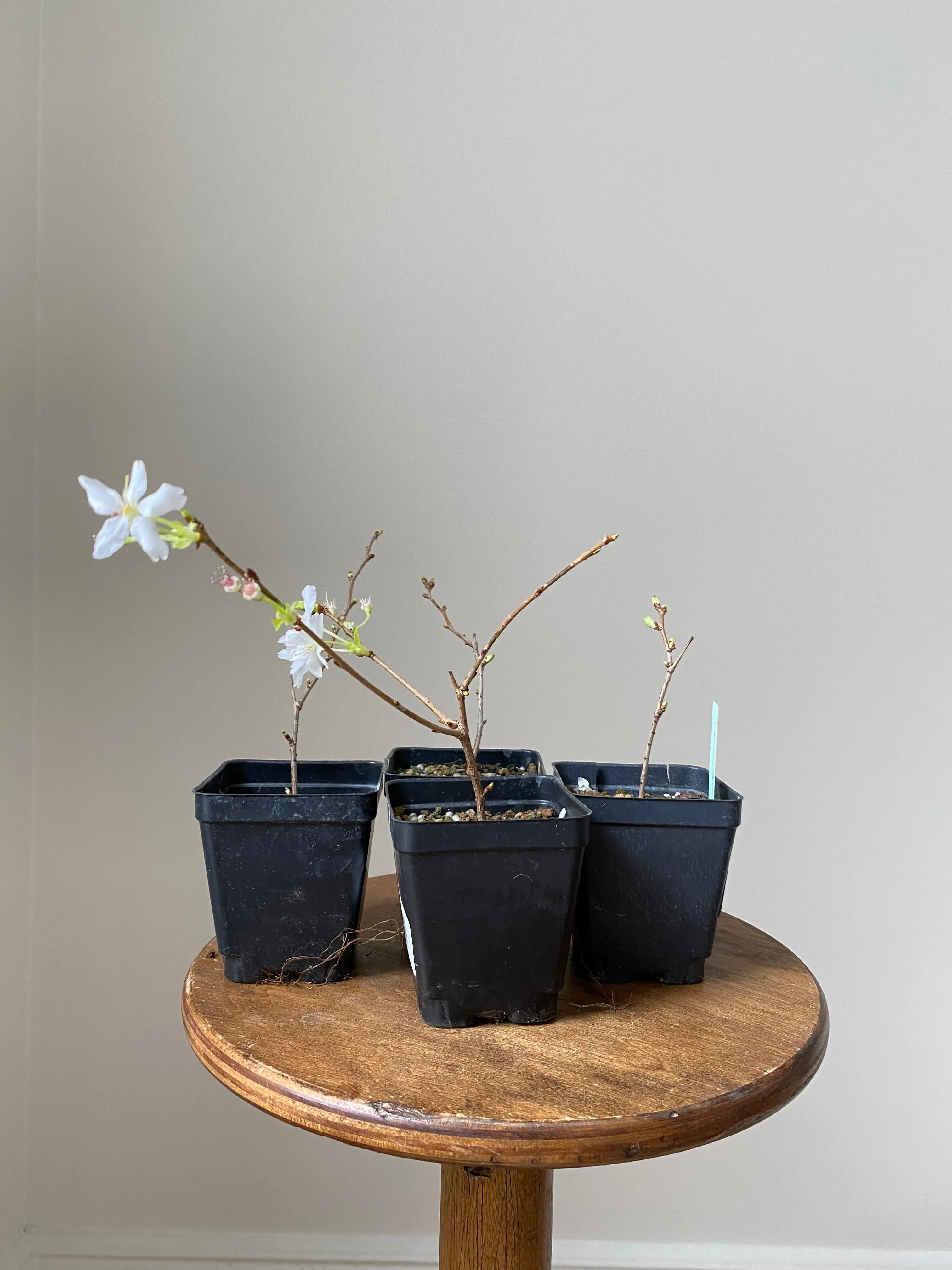 Japanese Cherry Canada Bonsai
