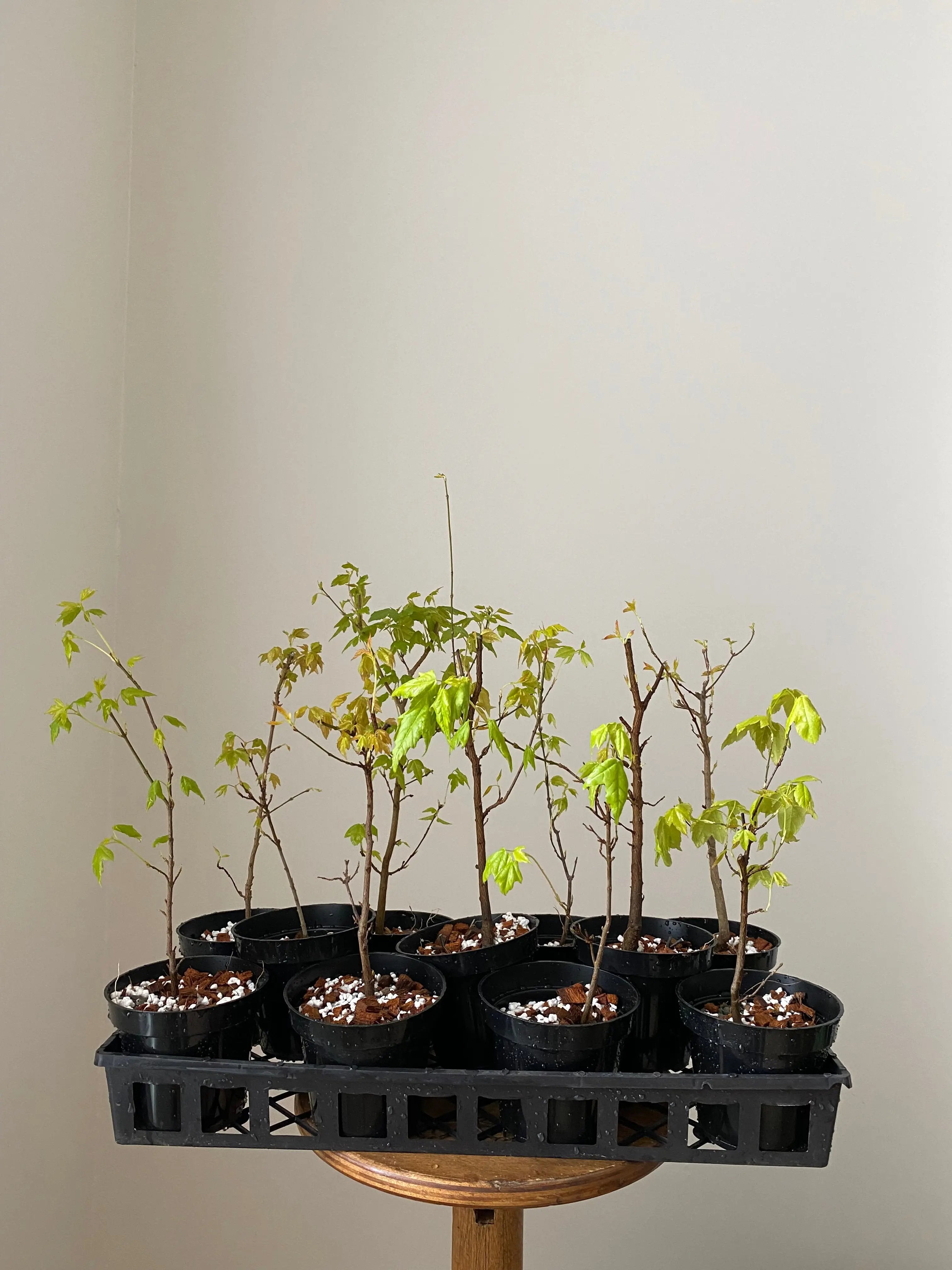 Trident Maple 'Fuyo-En' Canada Bonsai