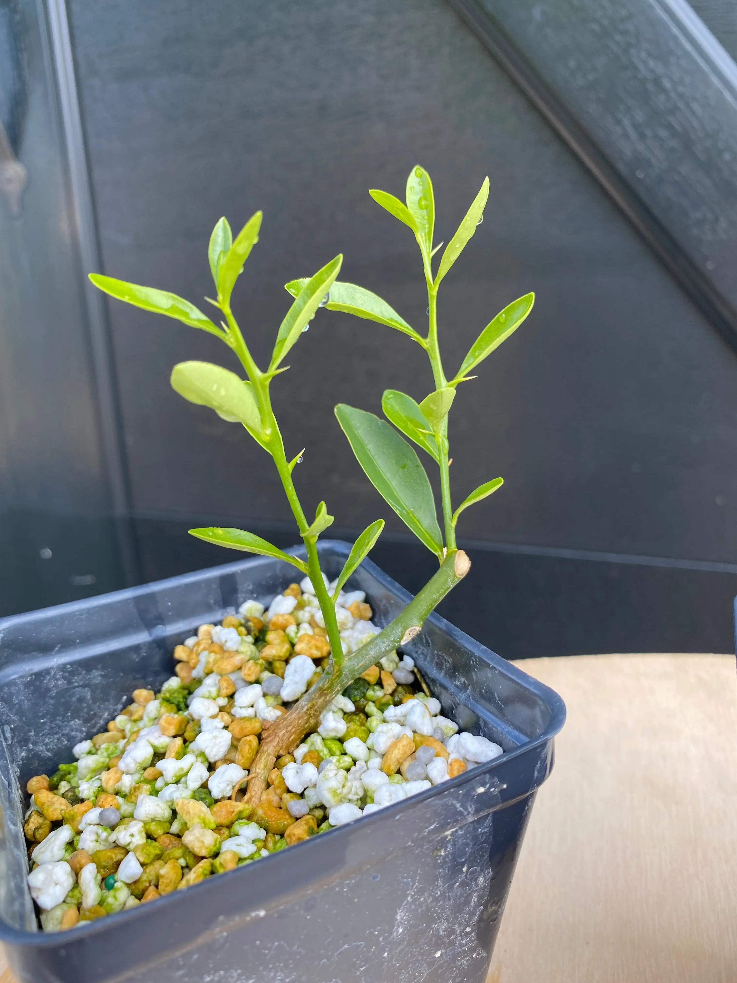 Kumquat (Hong Kong) Canada Bonsai