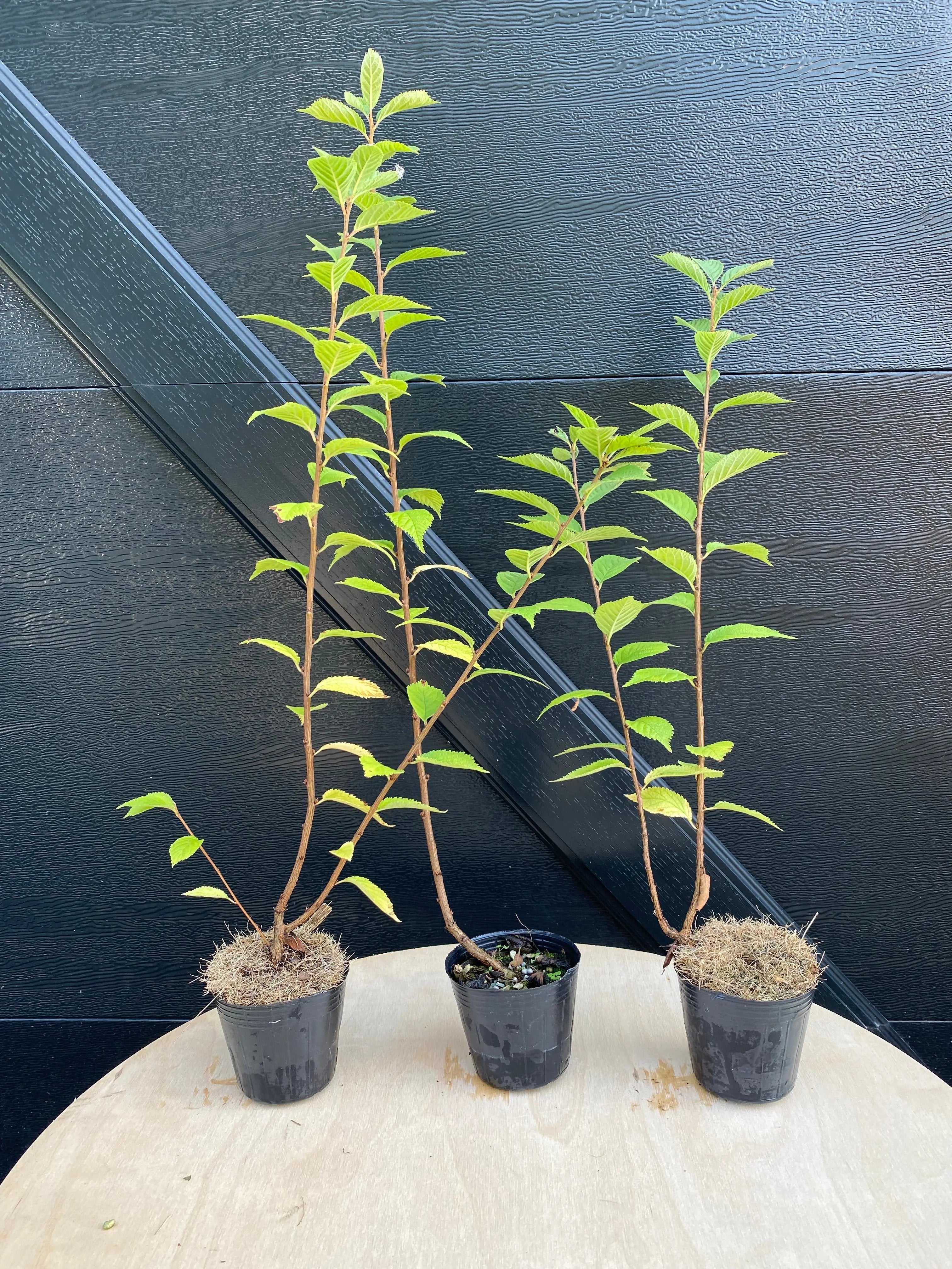 Cherry (P. tomentosa) Canada Bonsai