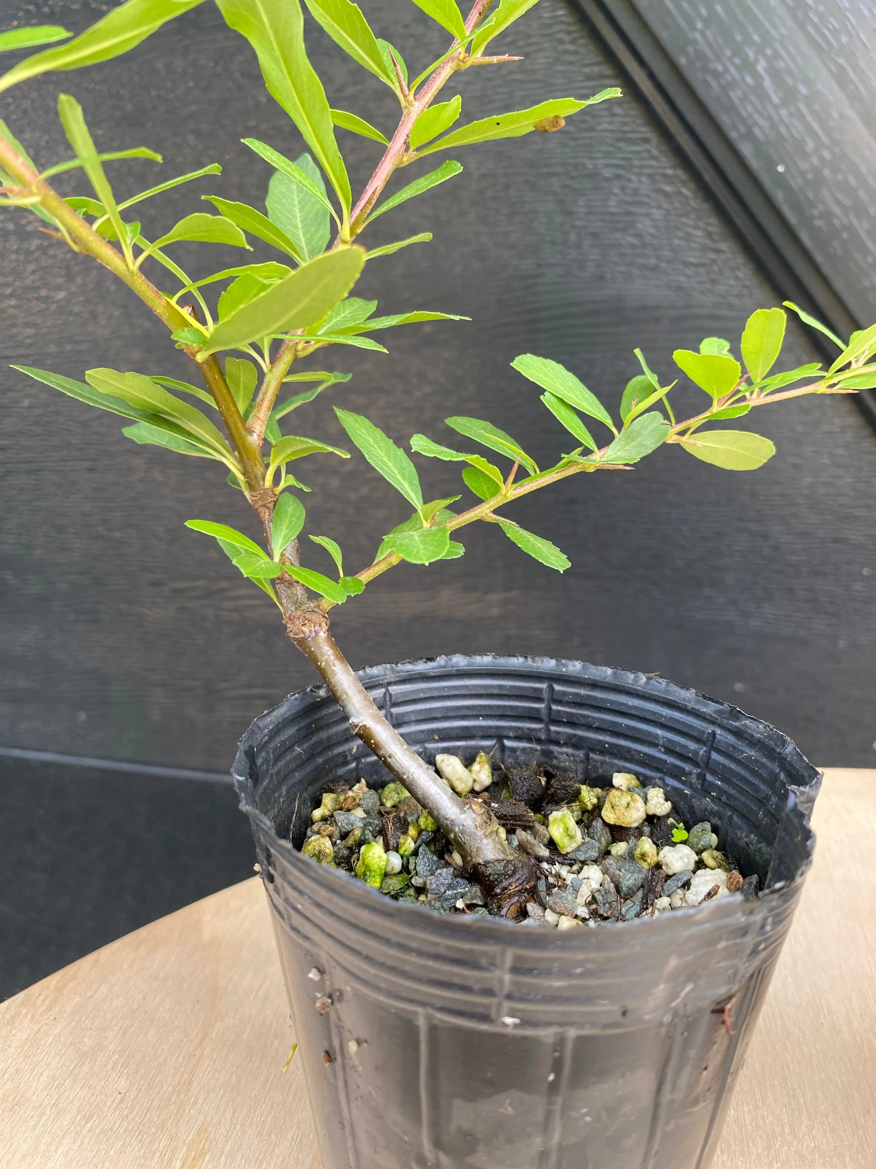 Firethorn Canada Bonsai