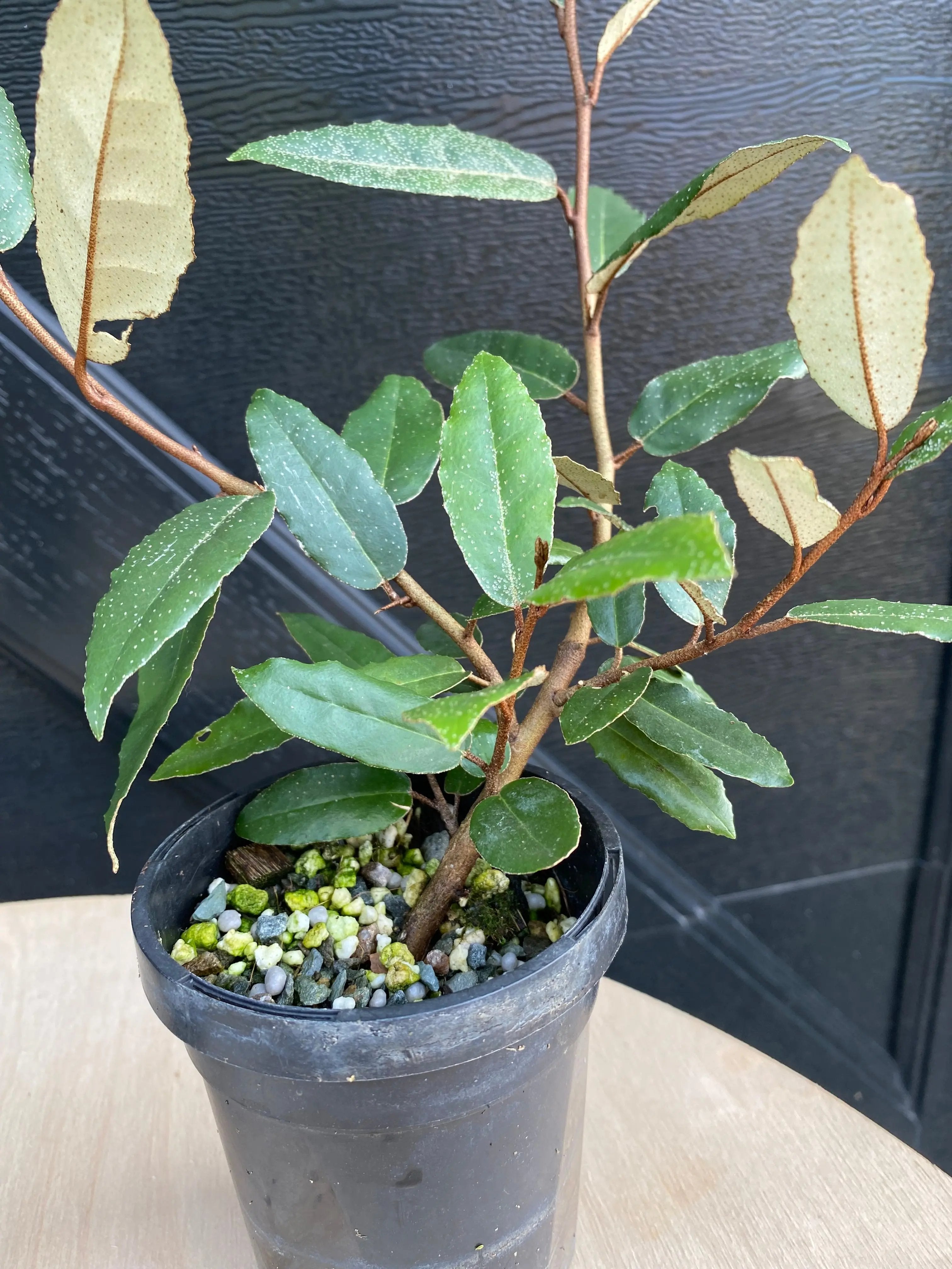 Elaeagnus Canada Bonsai