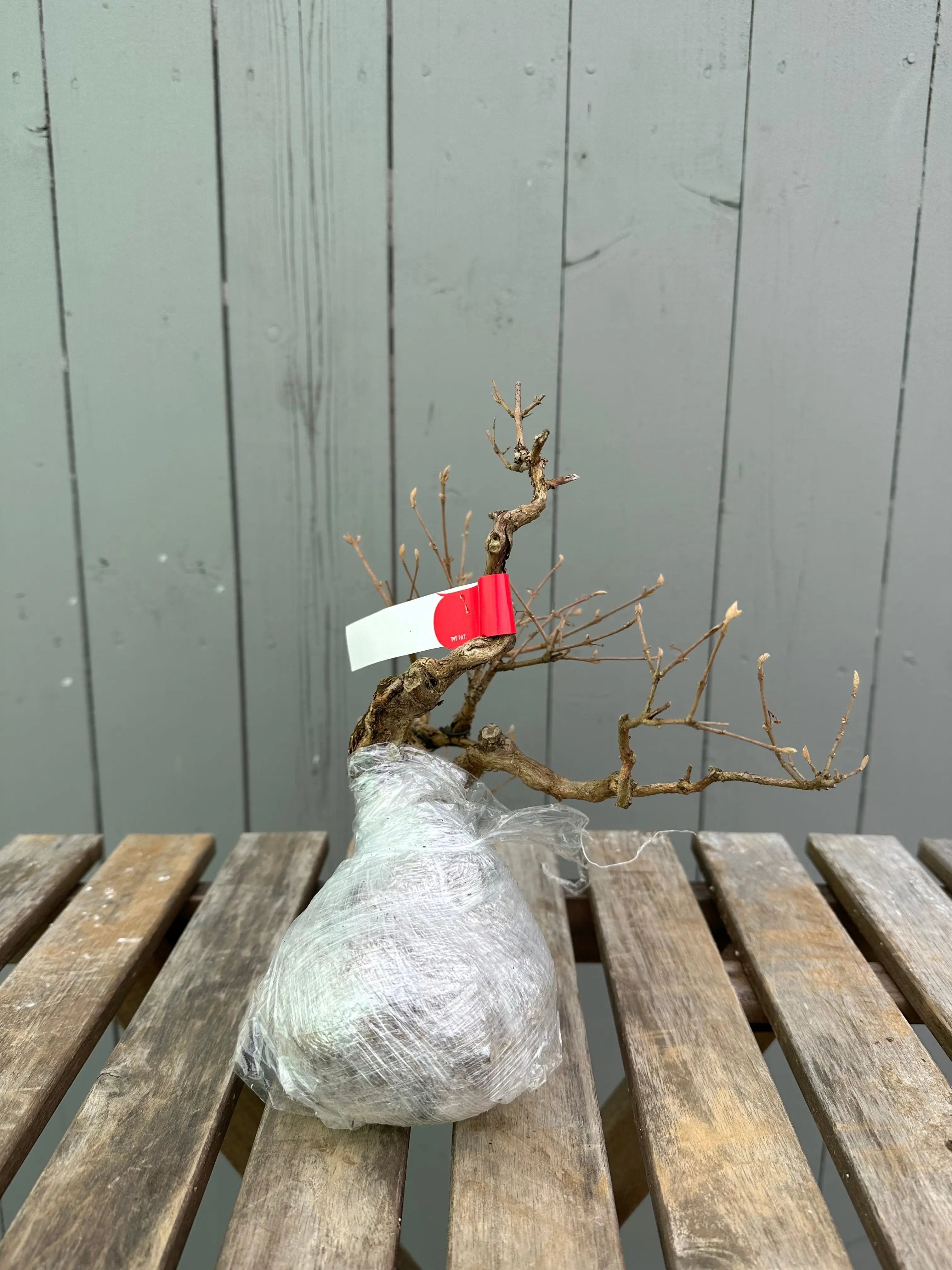 Callicarpa Canada Bonsai