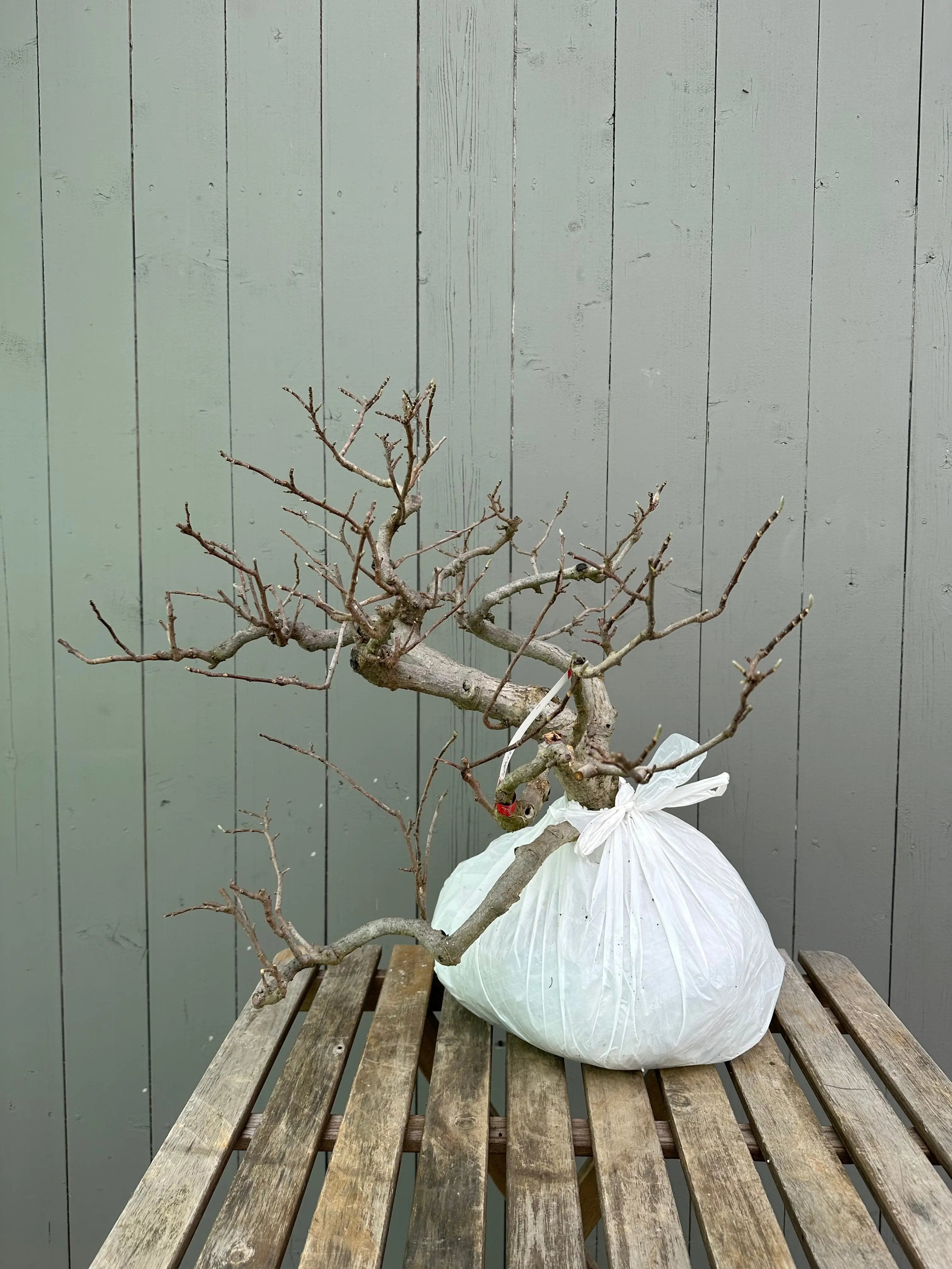 Magnolia Canada Bonsai