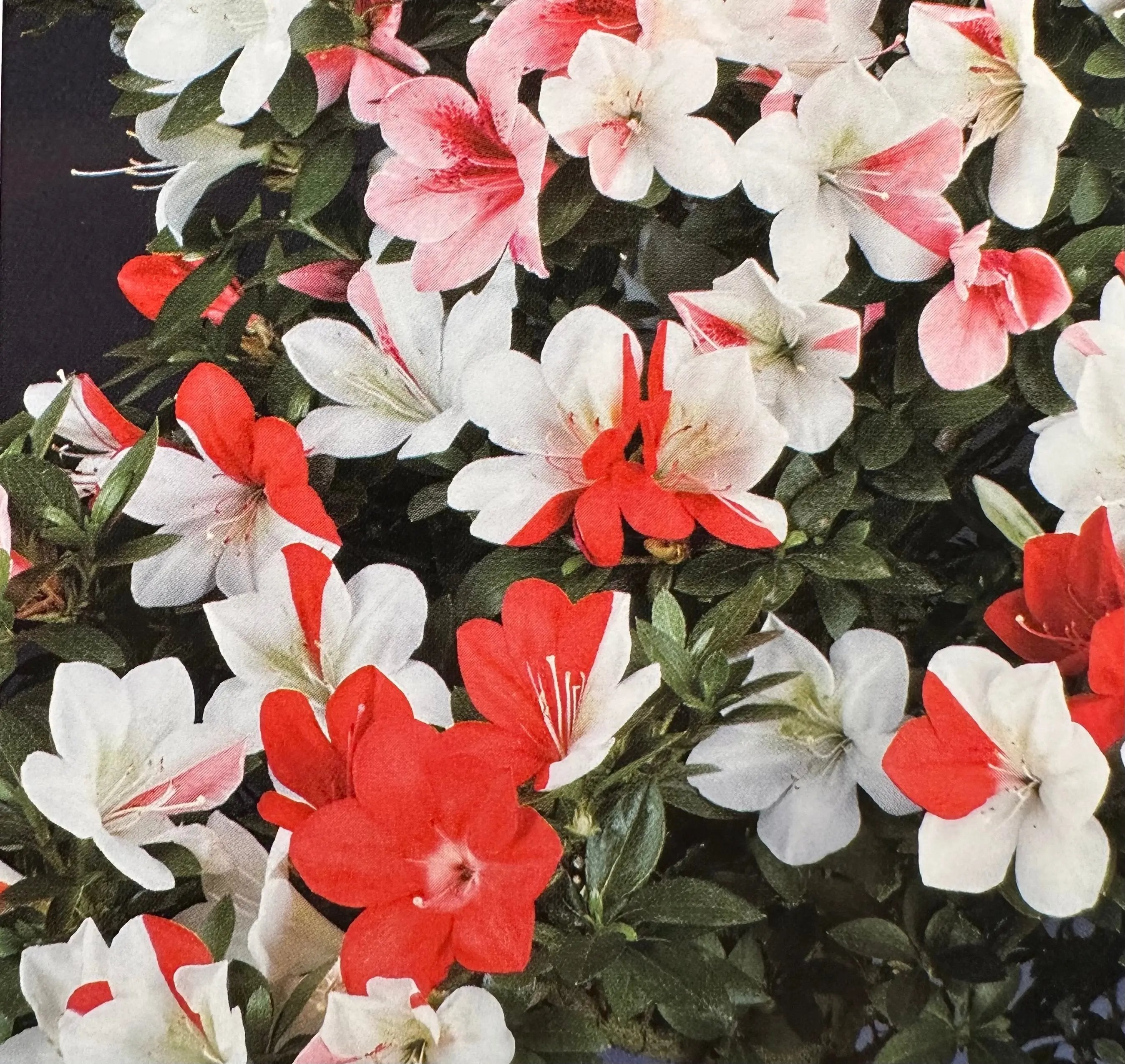 Satsuki 'Kizashi' Canada Bonsai