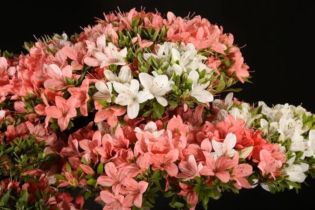 Satsuki 'Shinnikko' Canada Bonsai