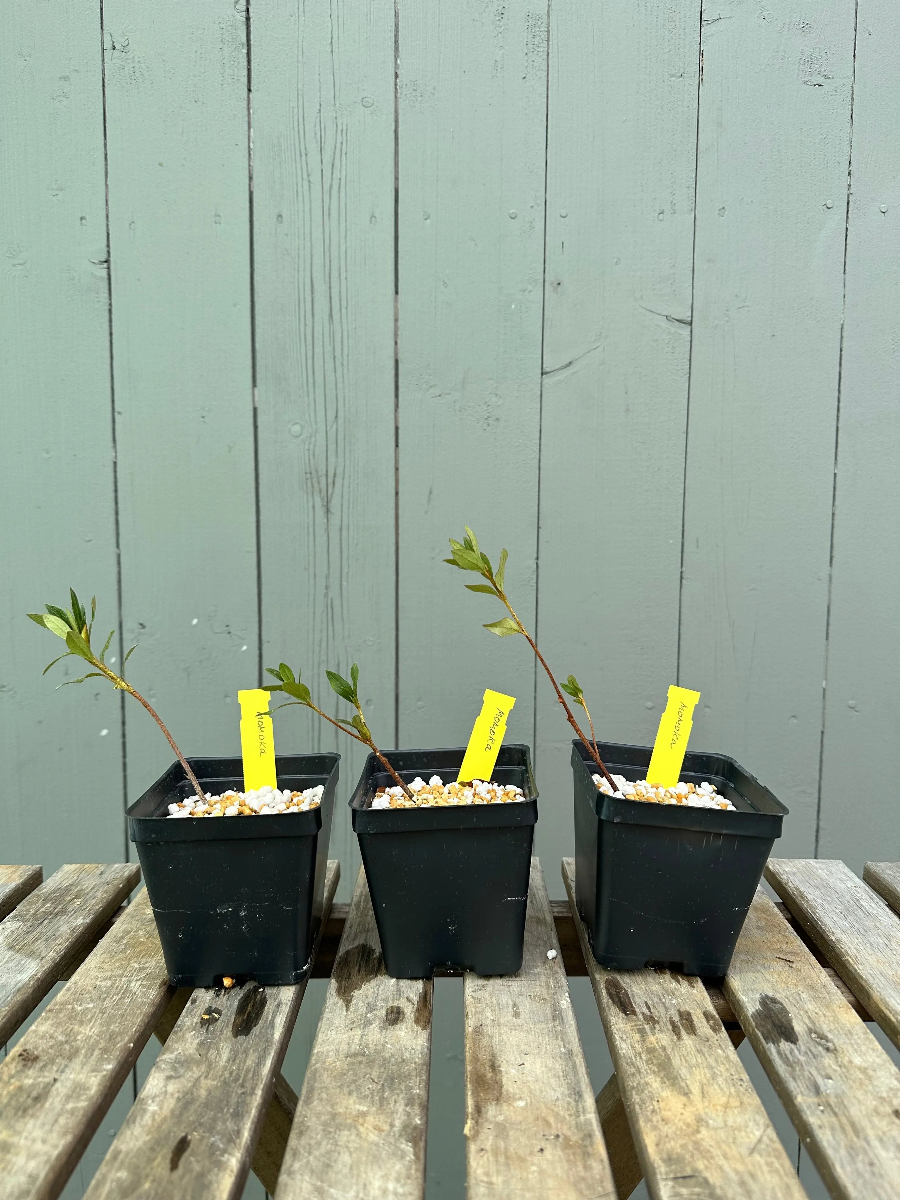 Satsuki Azalea 'Momoka' Canada Bonsai