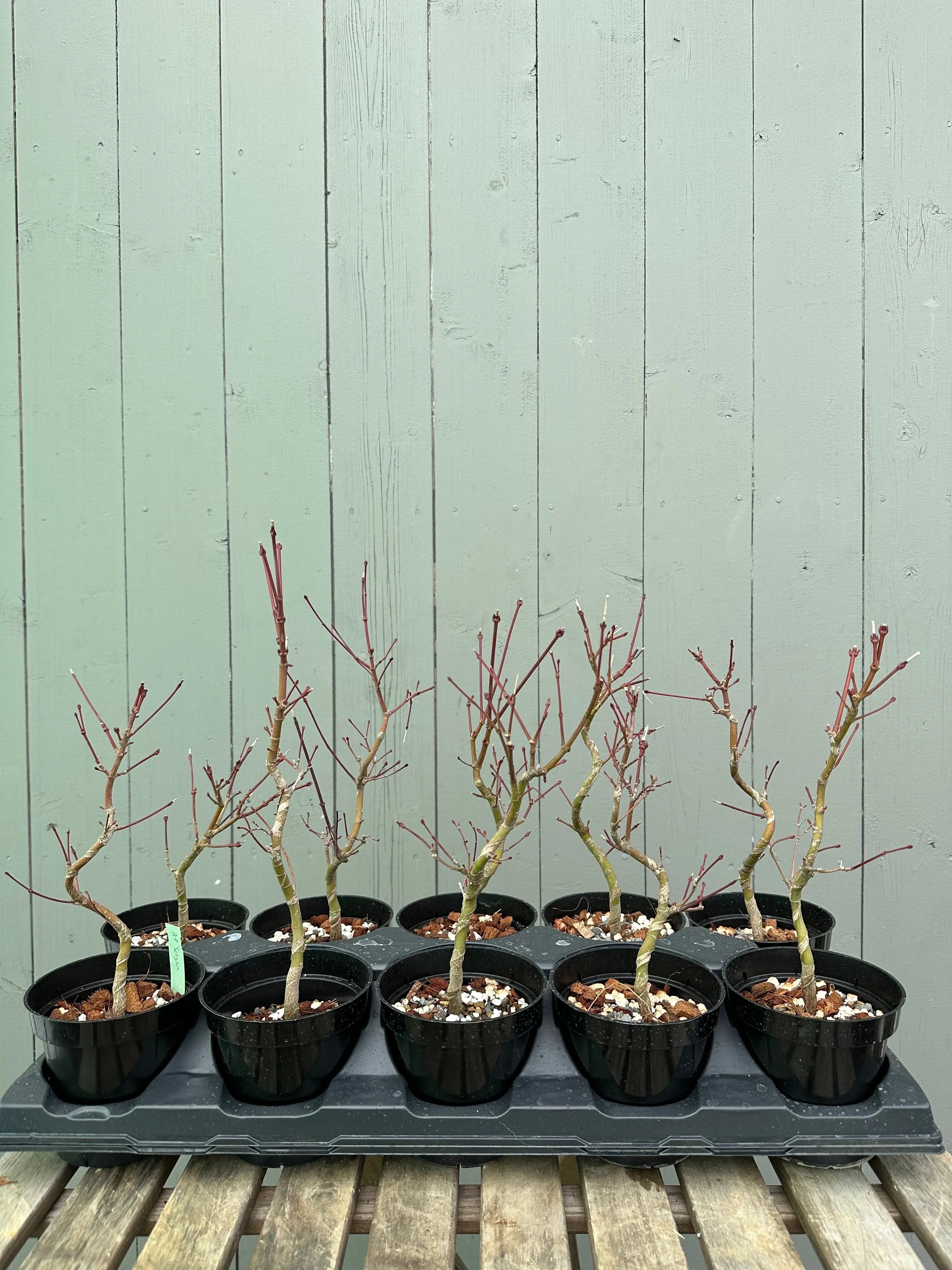 Japanese Maple 'Seigen' Canada Bonsai