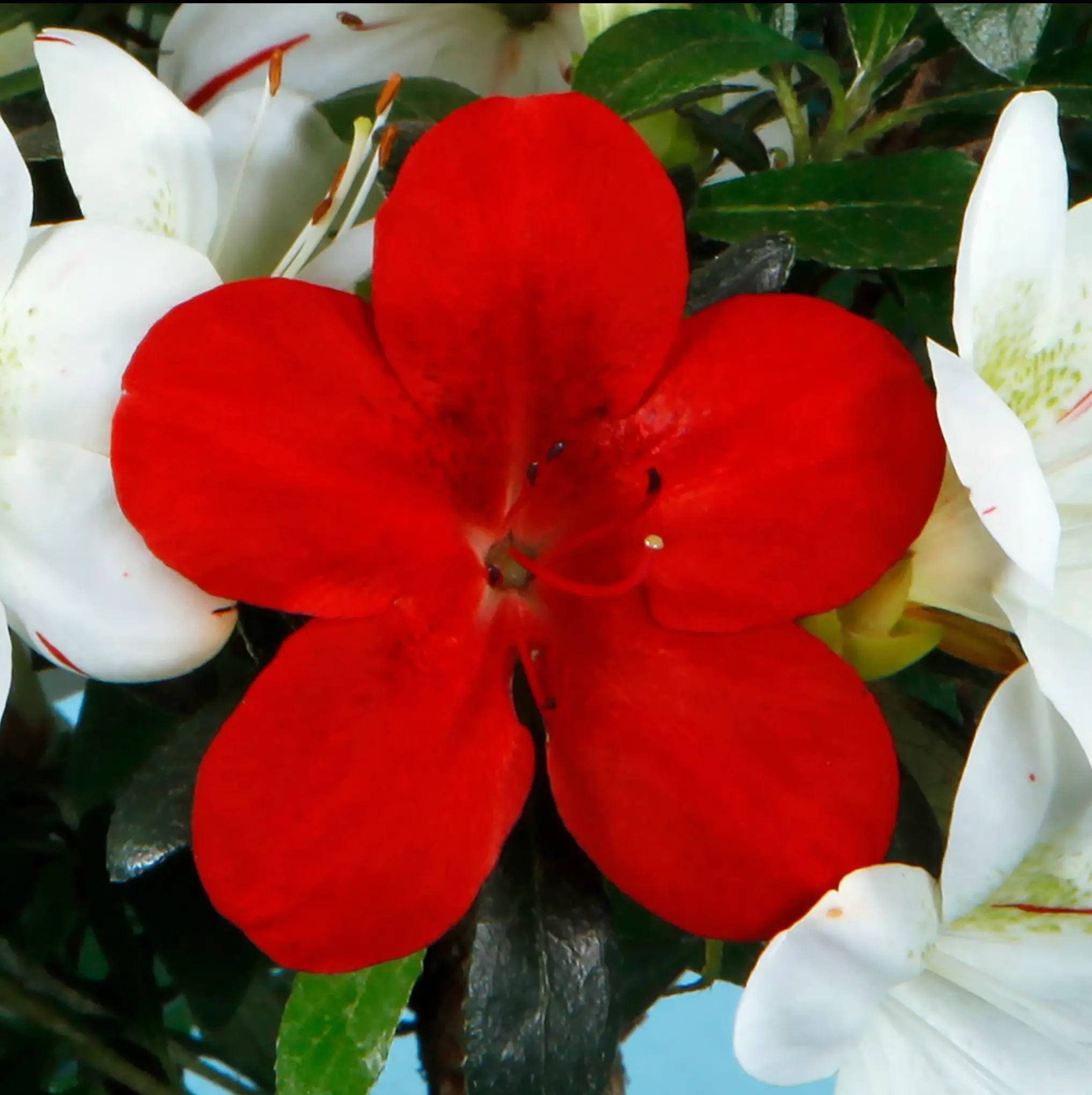 Satsuki Azalea 'Kisshoten' Canada Bonsai