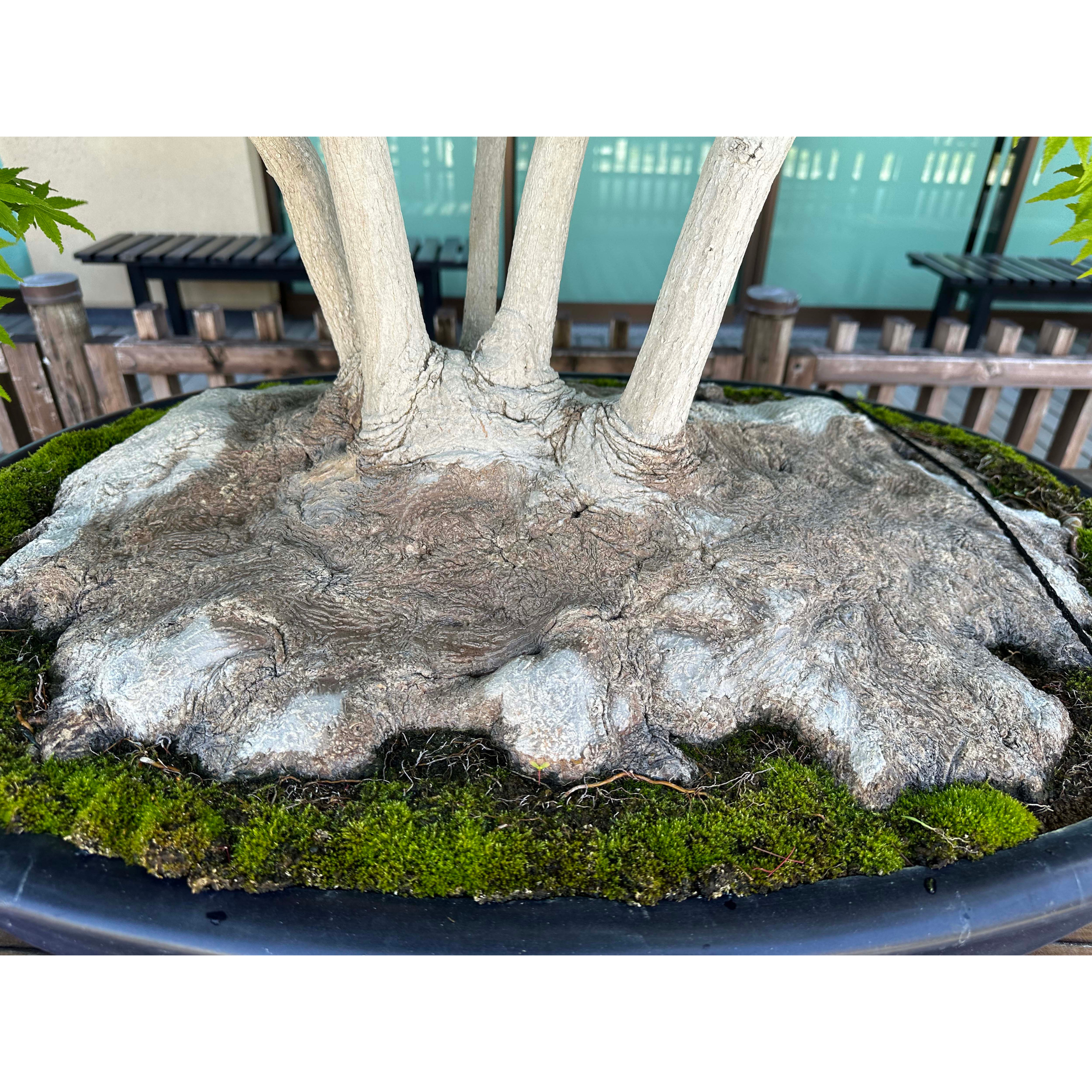 Reverse Engineering & Archaeology to Make a Seigen Maple Bonsai