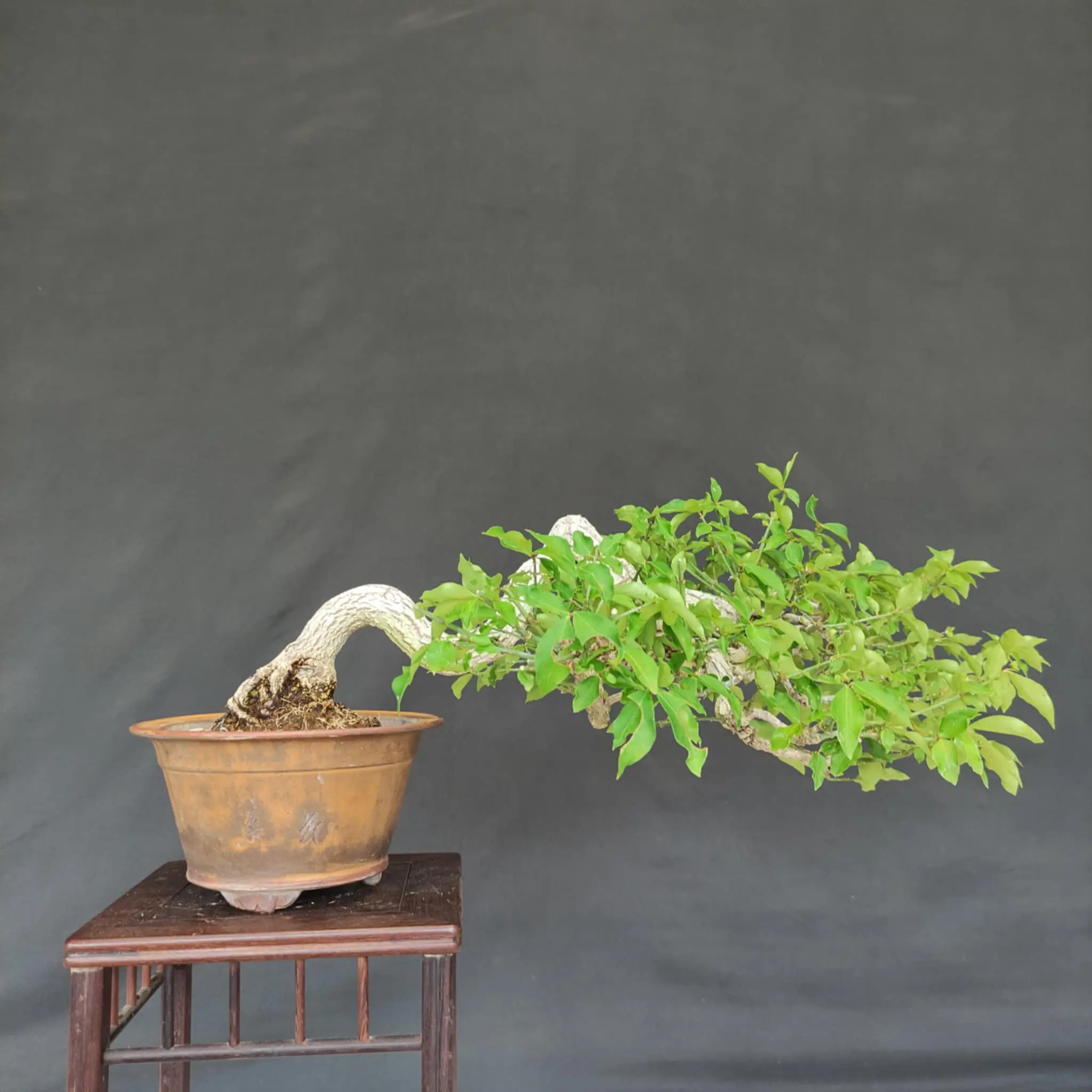 Euonymus Canada Bonsai