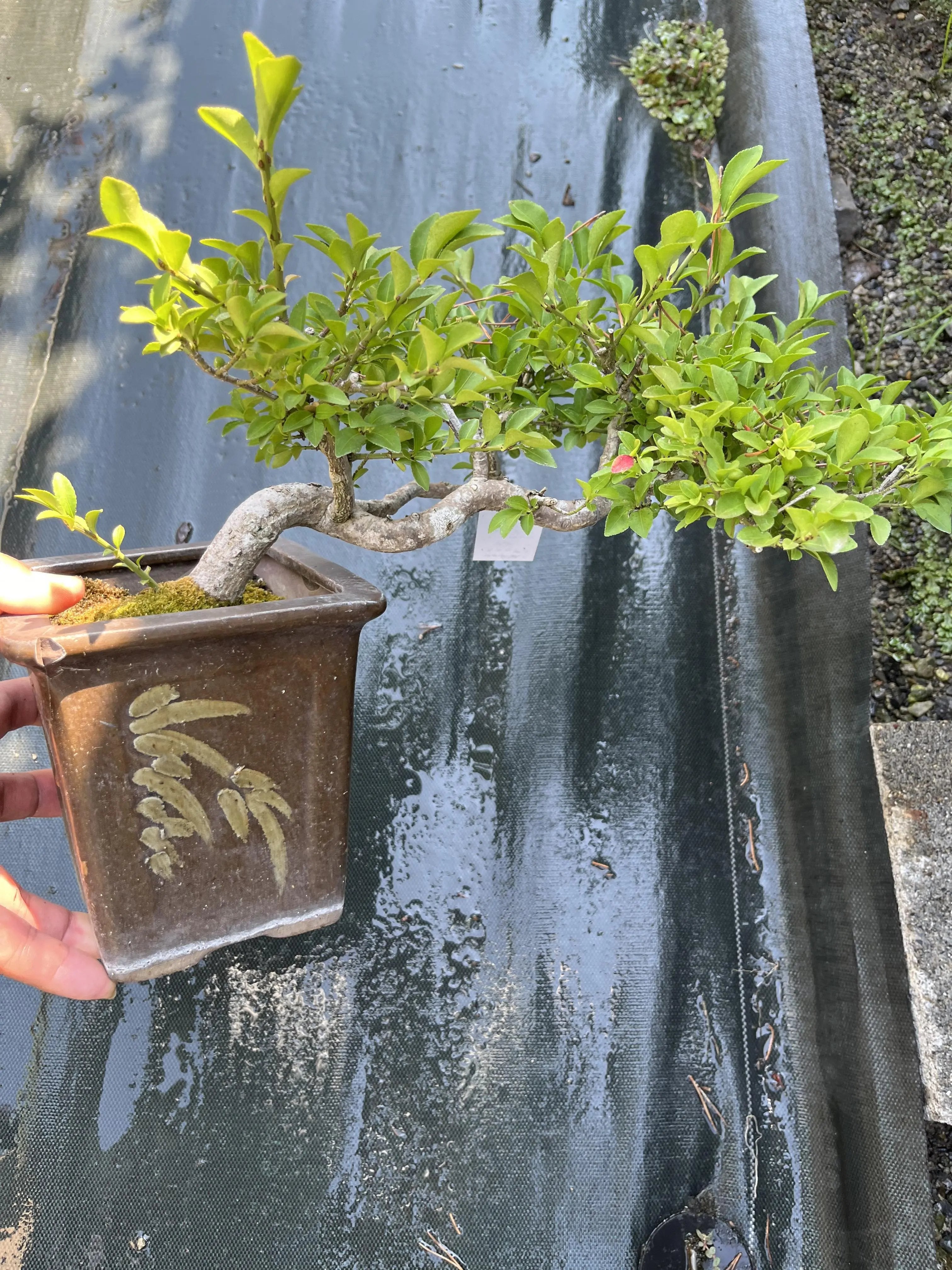 Euonymus Canada Bonsai