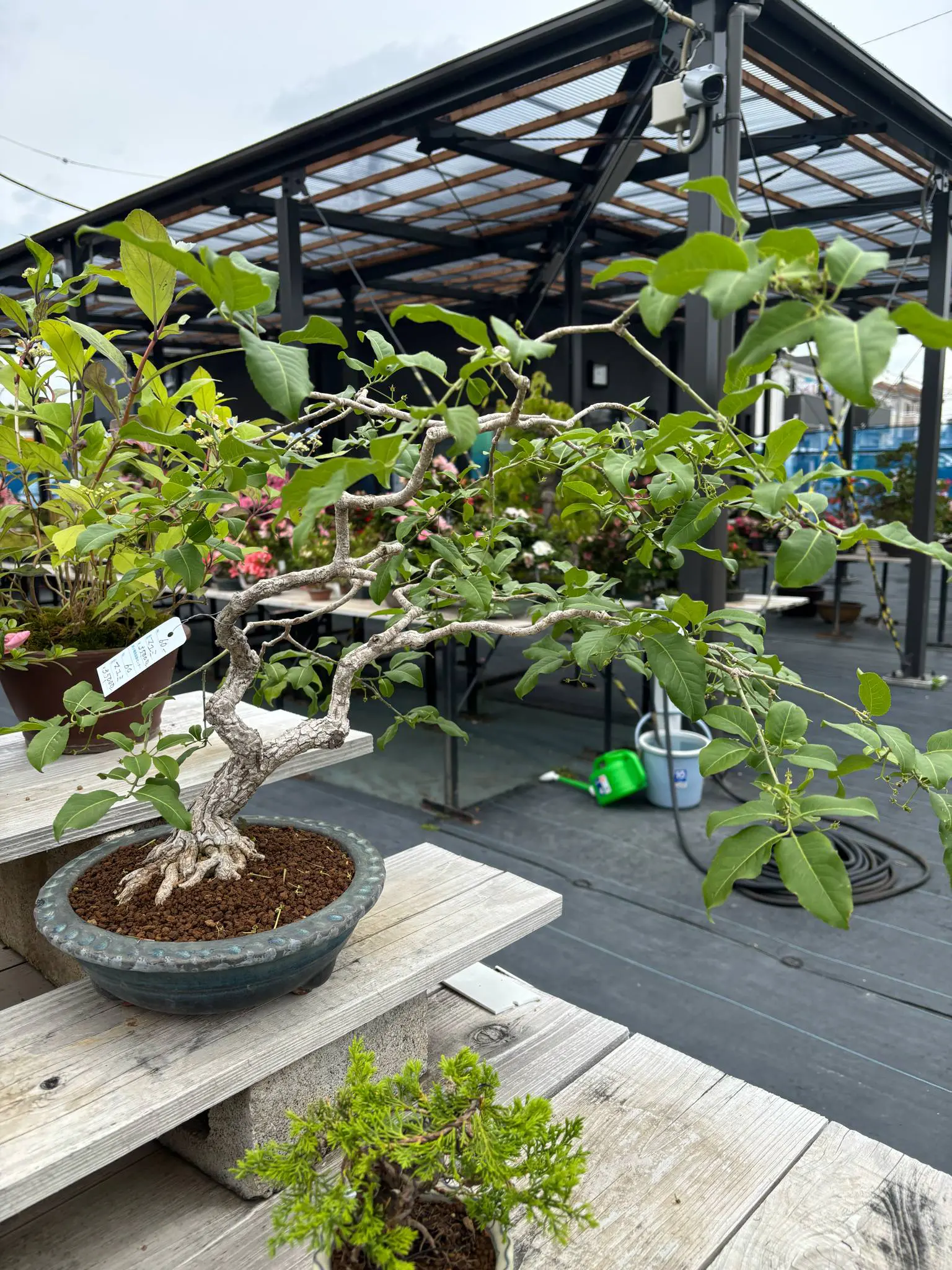 Euonymus Canada Bonsai